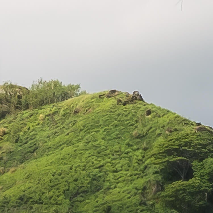 Papier peint panoramique rêve de coco multicolore l.300 x H.250 cm - 5