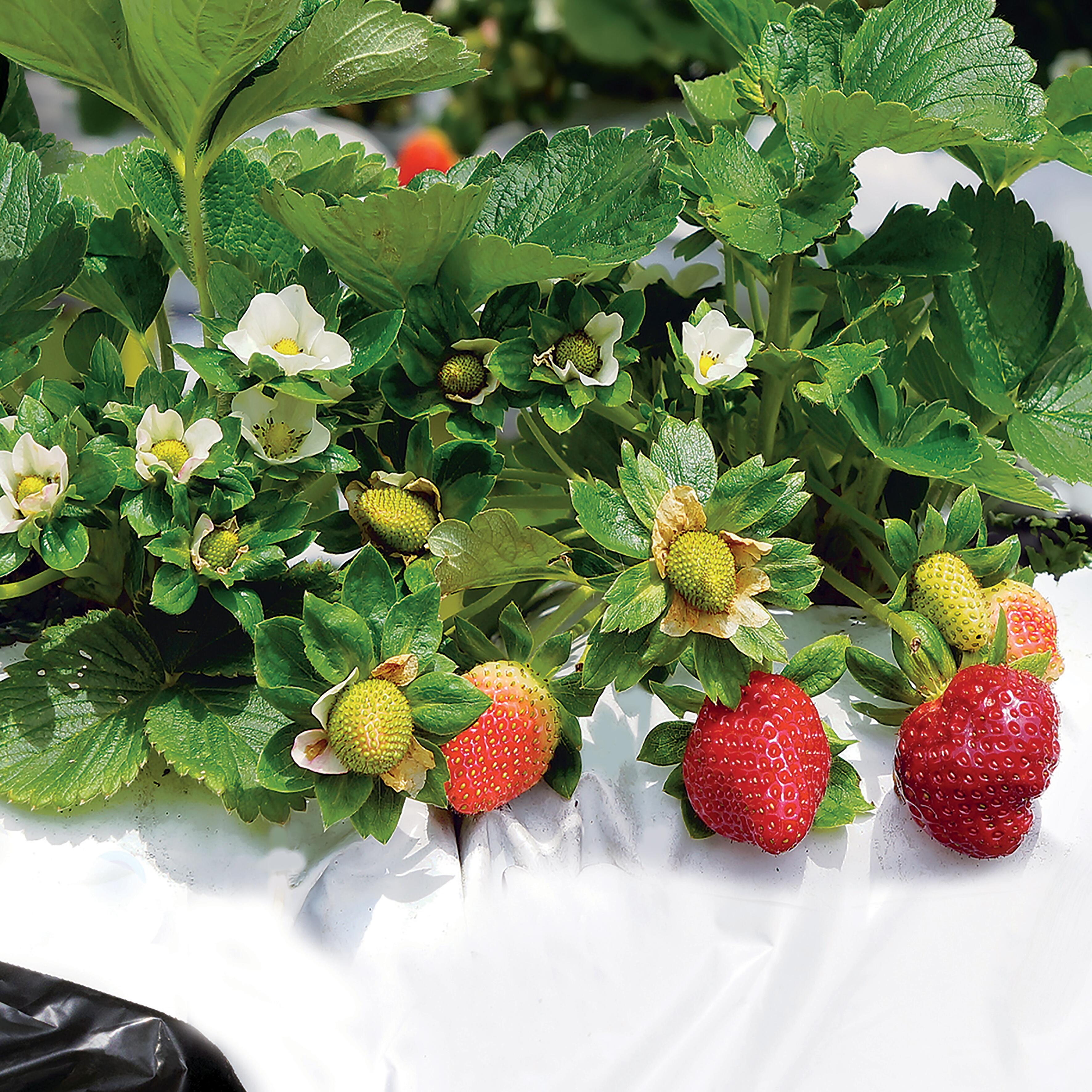 Telo pacciamatura TENAX antierbacce nero e bianco L 10 x L 1.4 m - 2