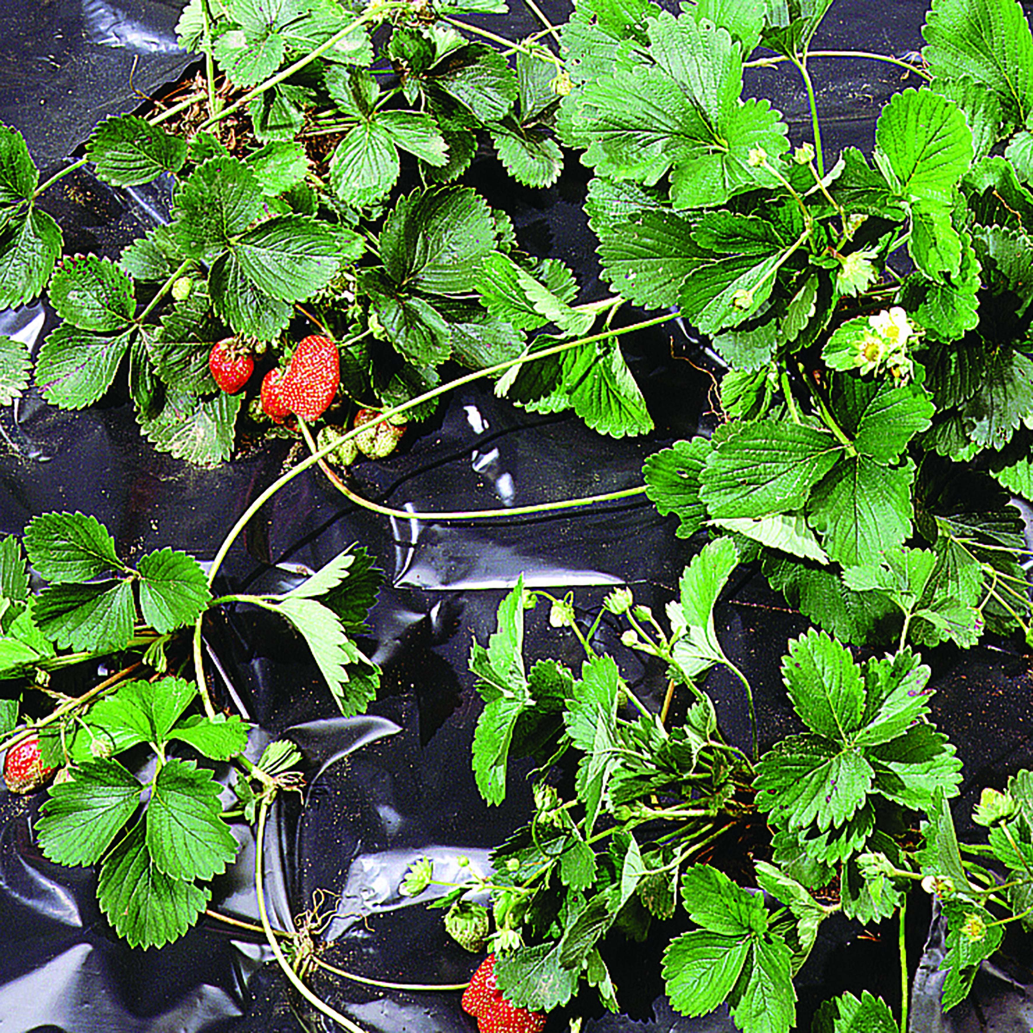 Telo pacciamatura TENAX antierbacce nero L 10 x L 1.4 m - 2