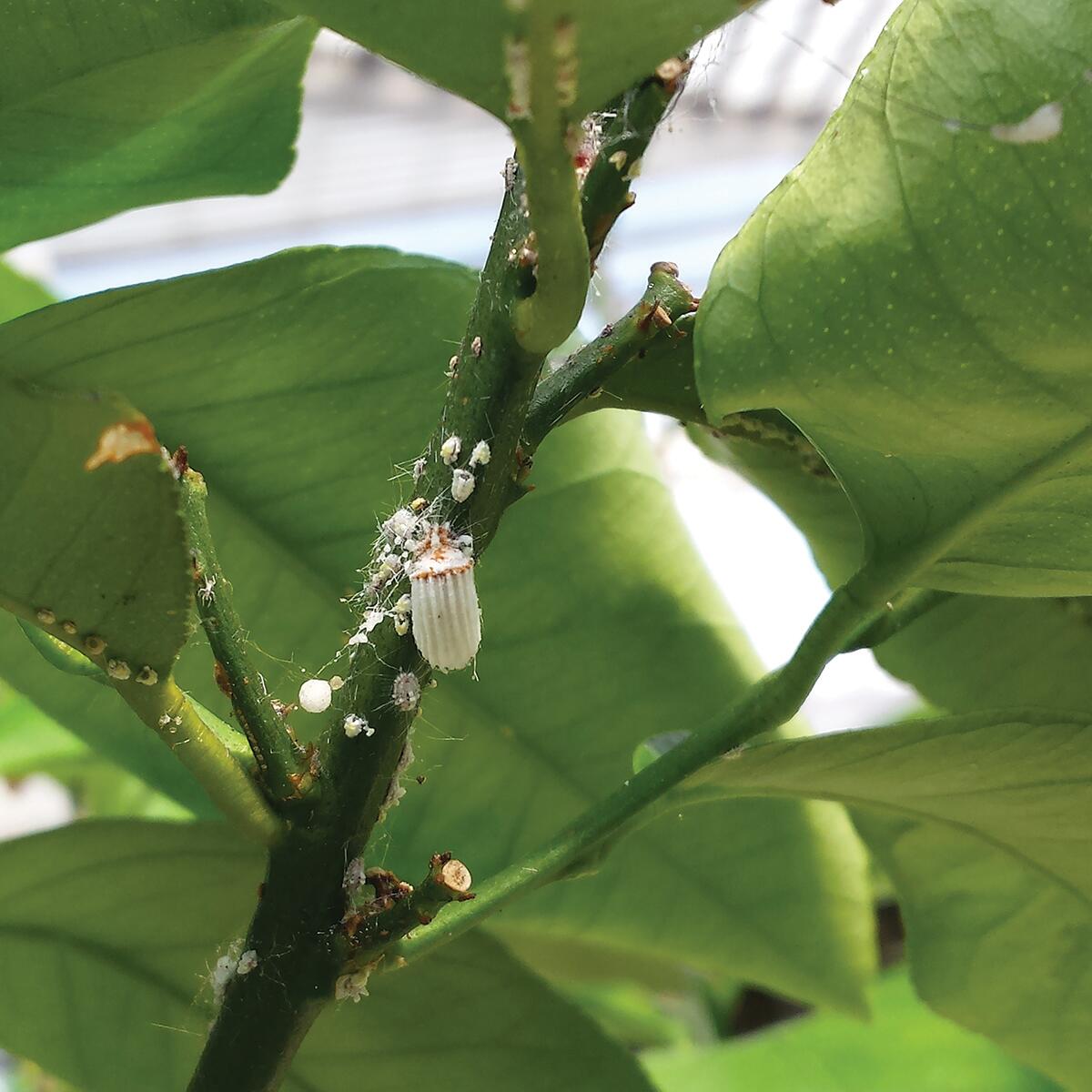 Anti-cocciniglia FLORTIS olio di lino concentrato 200 ml - 3