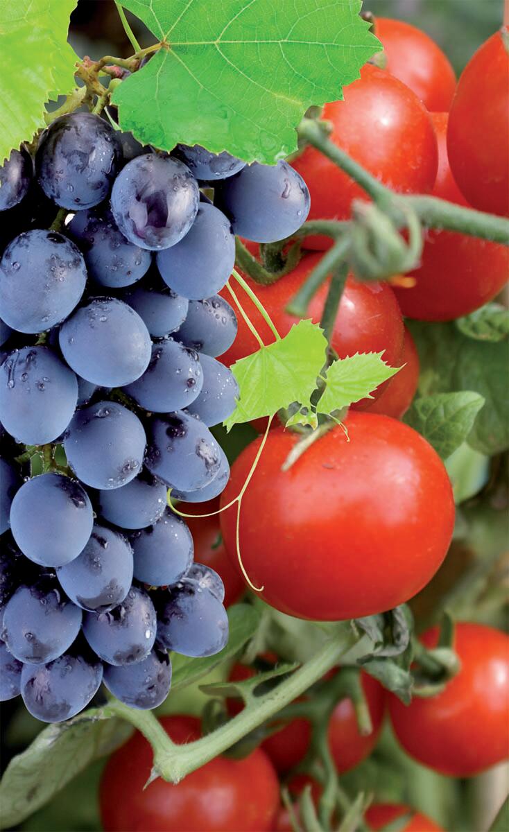 Fungicida FLORTIS ossicloruro rame 300 ml - 4