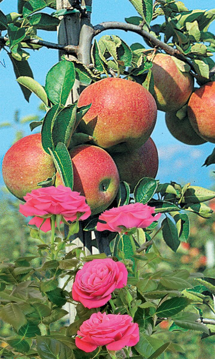 Fungicida FLORTIS ossicloruro rame 300 ml - 3