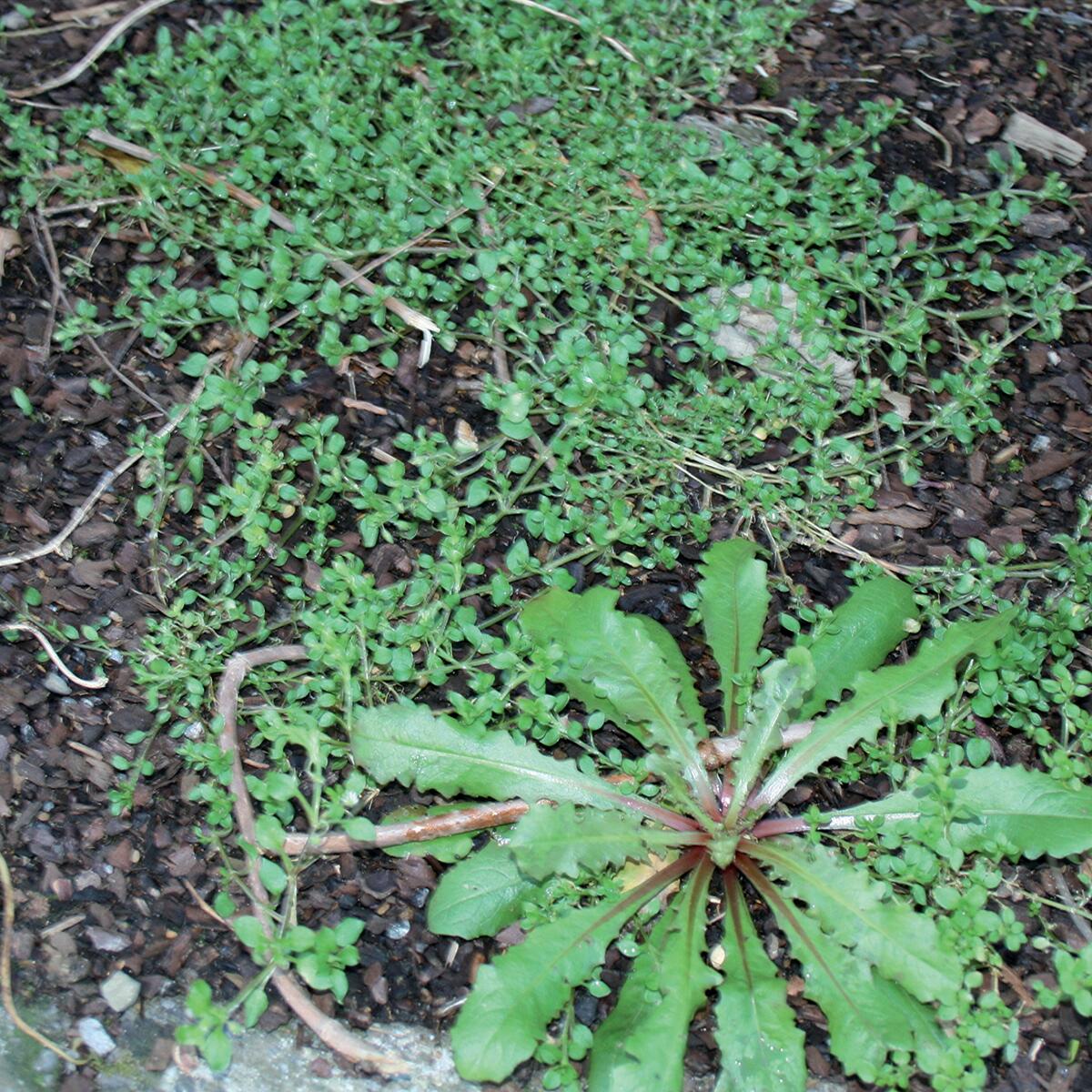 Diserbante selettivo FLORTIS ACETO 1 LT - 4