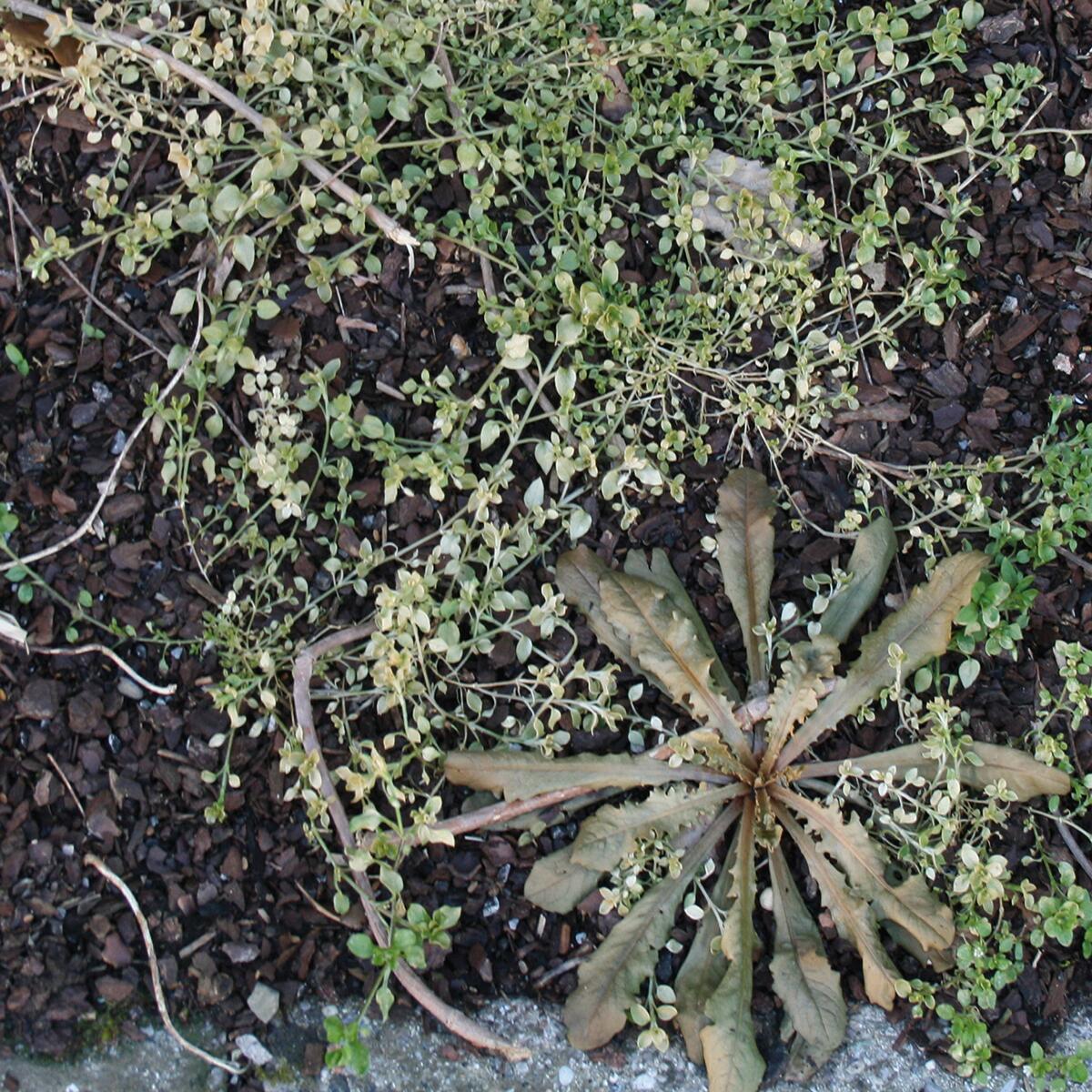 Diserbante selettivo FLORTIS ACETO 1 LT - 3