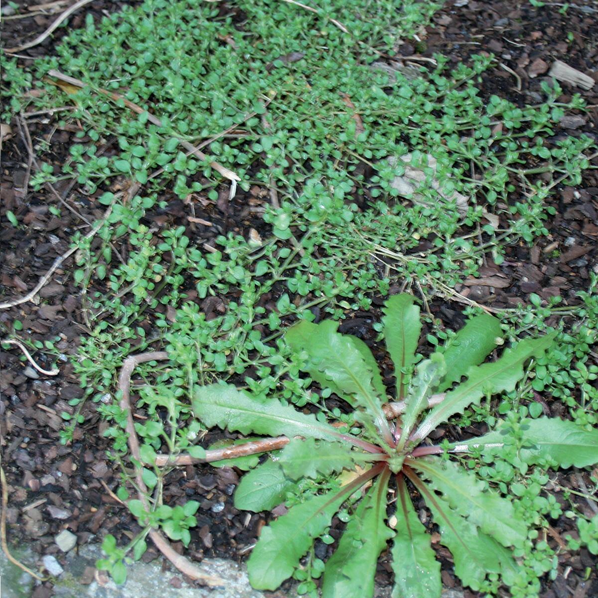 Diserbante selettivo FLORTIS ACETO concentrato 1 LT - 4