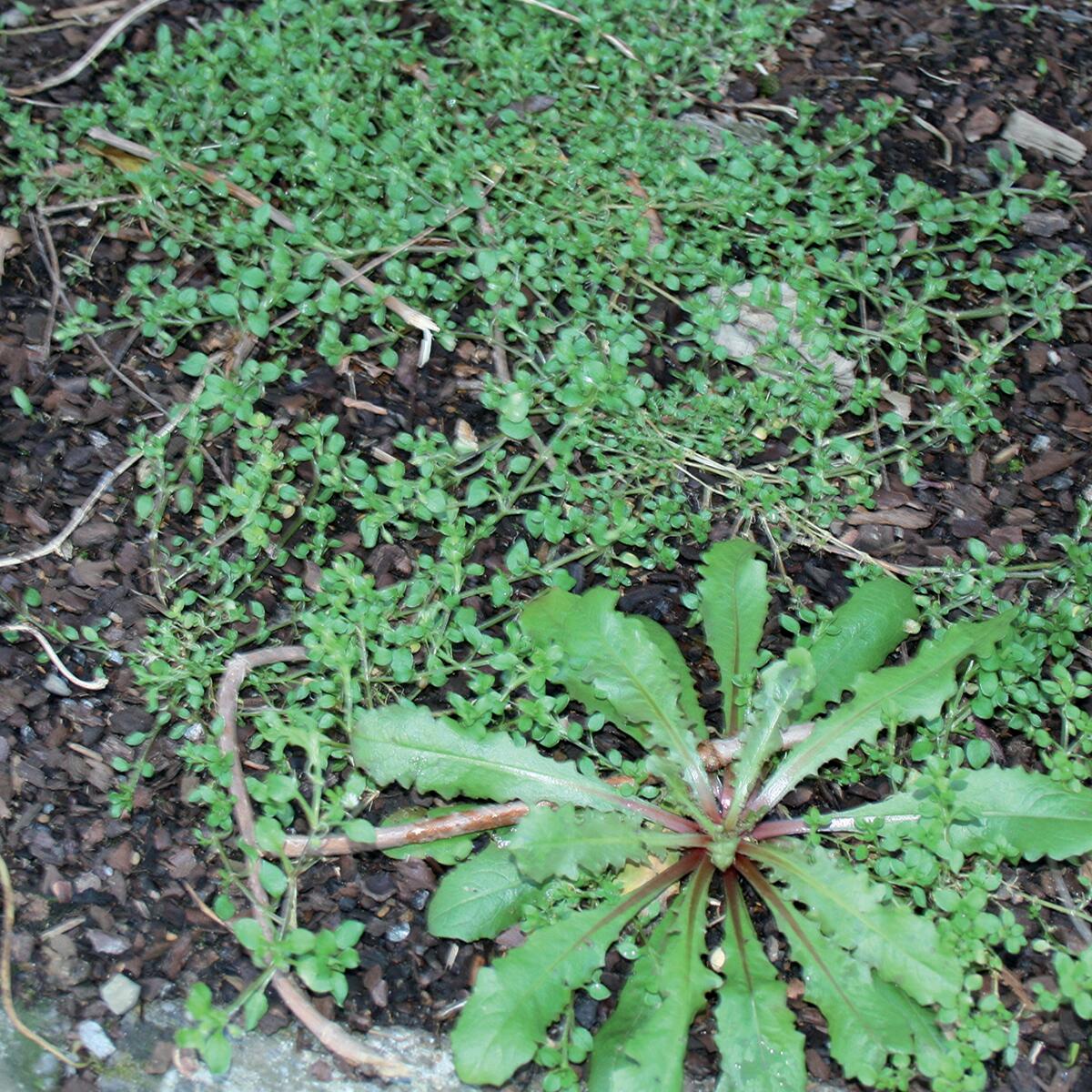 Diserbante selettivo FLORTIS ACETO concentrato 5 LT - 4