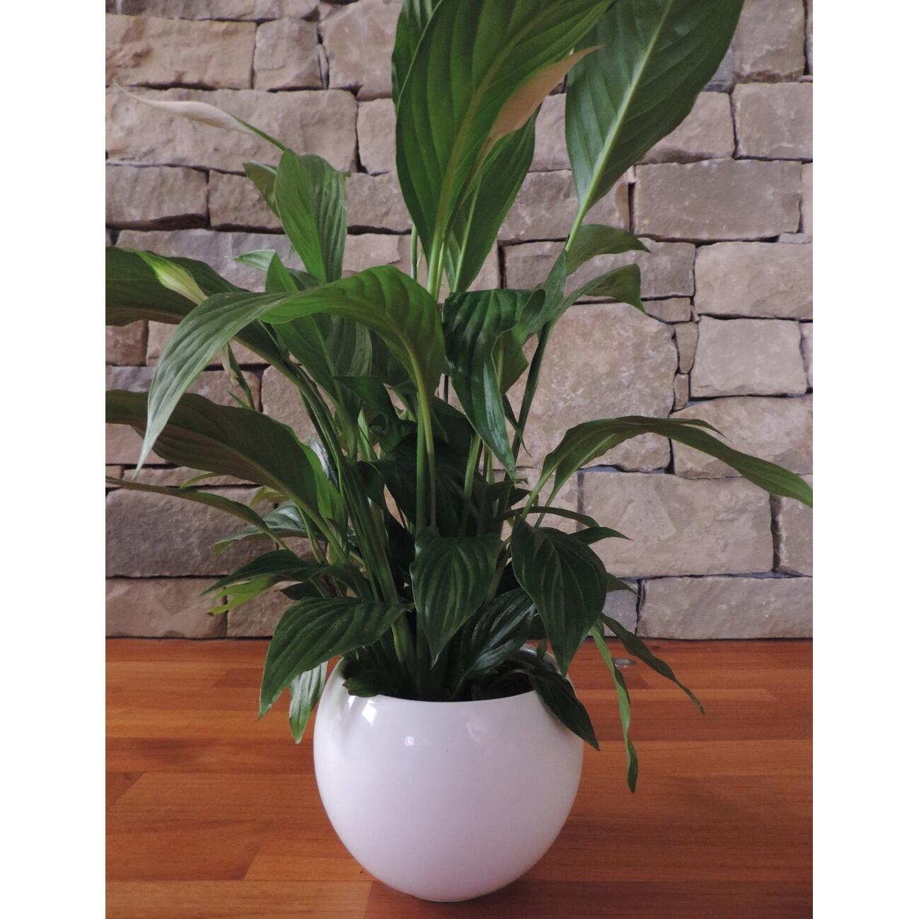 Coprivaso Luna in ceramica bianco H 12.5 x ø 16.8 cm - 3