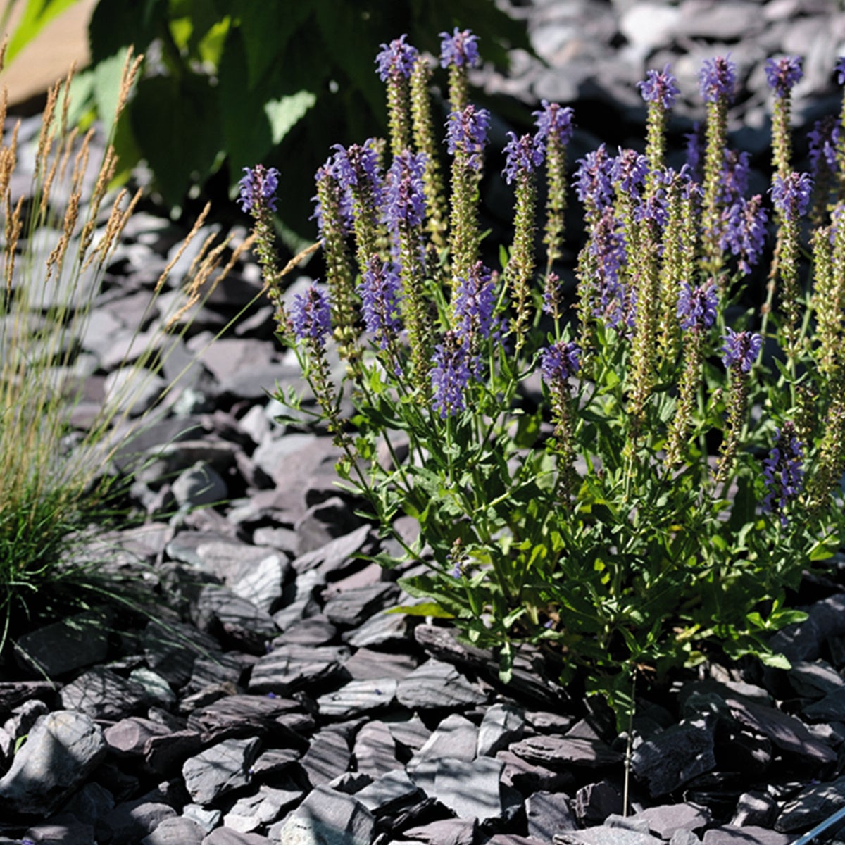 Sacchetto di roccia ardesia nera 20 kg 30/50 mm - 3