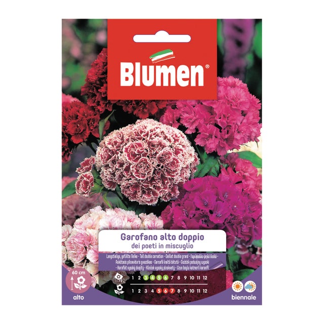 Semi di garofano dei poeti alto doppio BLUMEN 1 g