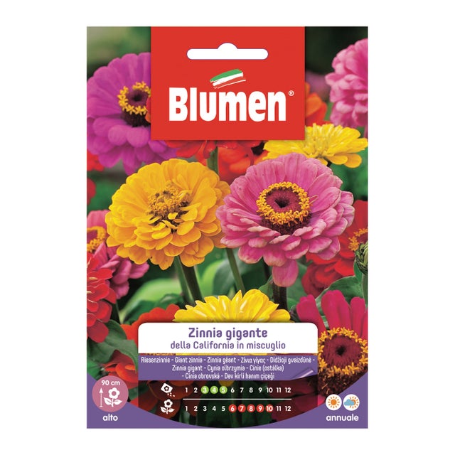 Semi di zinnia gigante california in miscuglio BLUMEN 1 g