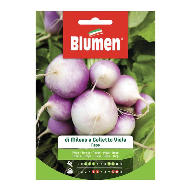 Semi di rapa di milano colletto viola BLUMEN 18 g