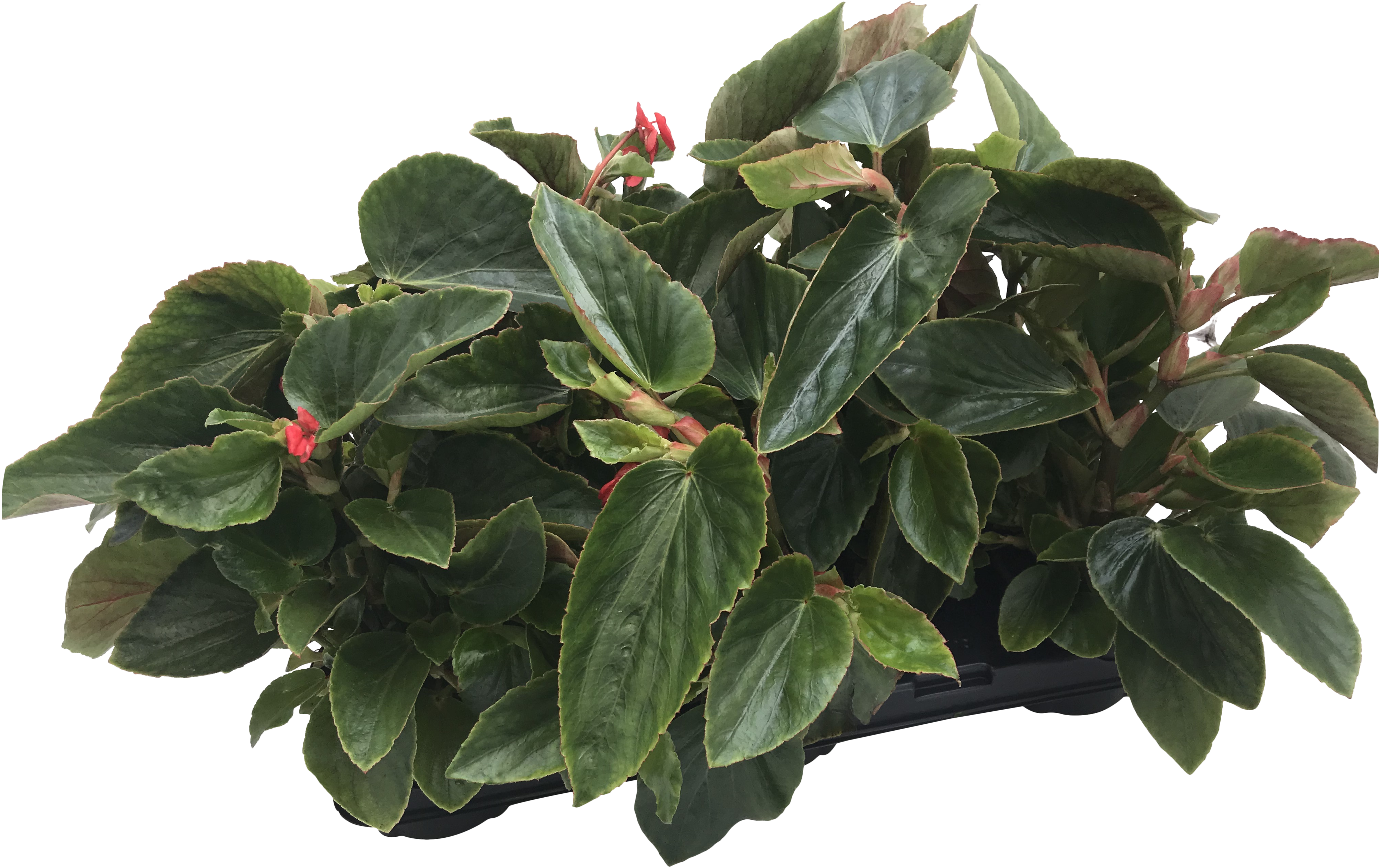 Plastia Blumentopf Begonia – 35x35 Cm, Terracotta, Quadratisch