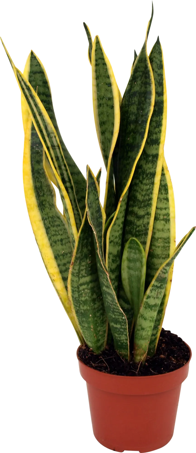 Planta verde Sansevieria Futura en maceta de 12 cm
