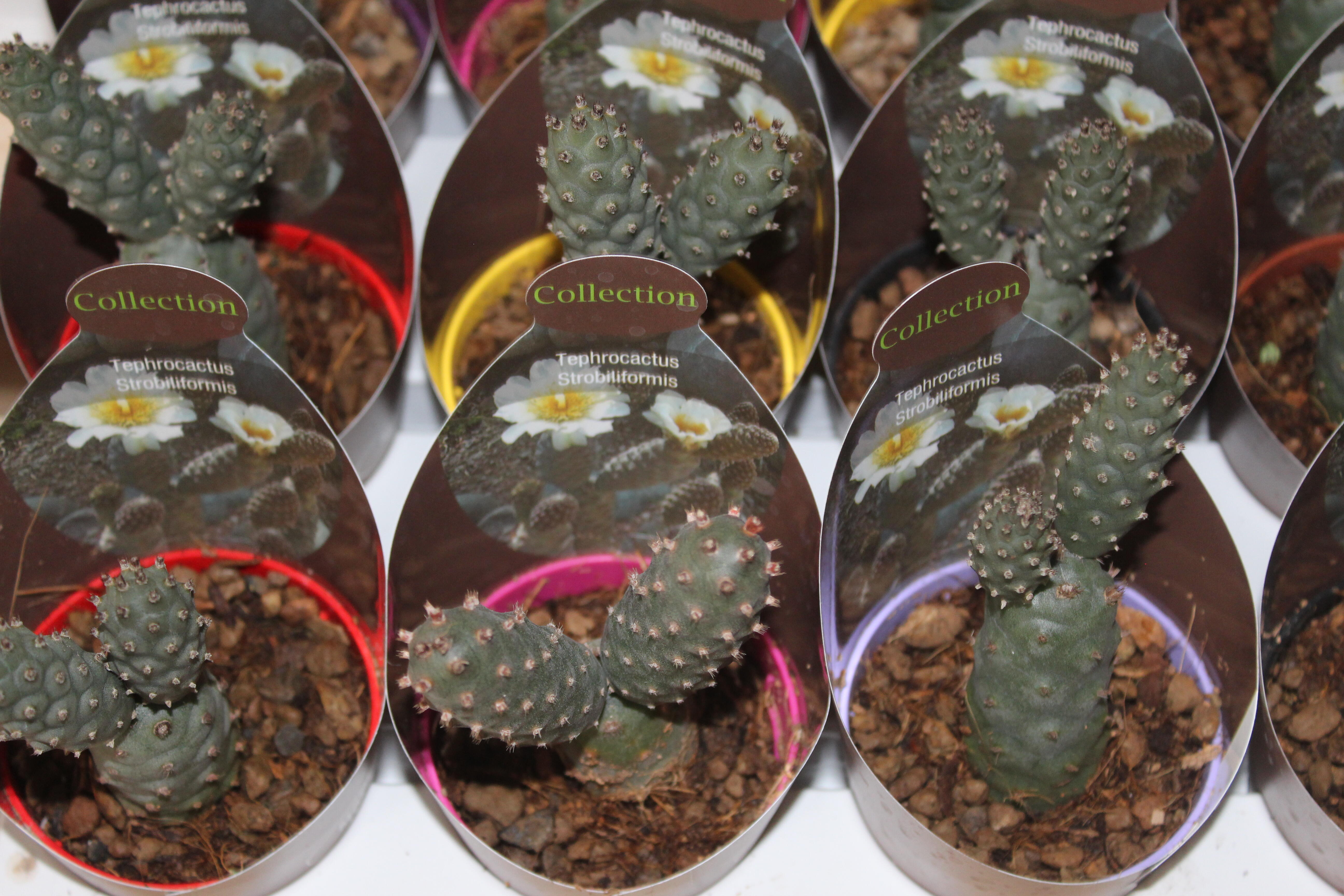 Pianta grassa mix da interno vaso ø 6.5 cm - 4