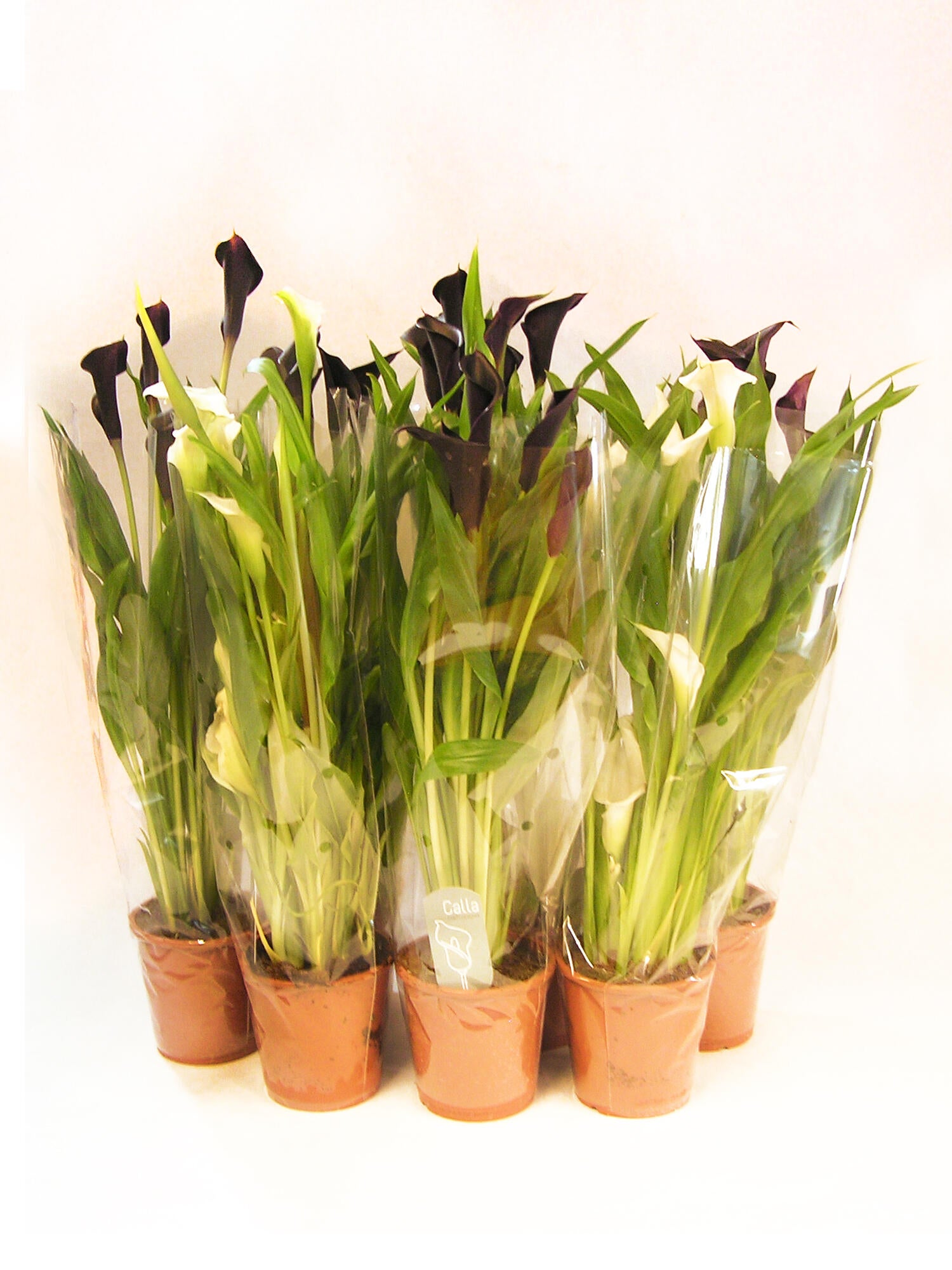 Planta con flores zantedeschia 8 uds en maceta de 12 cm