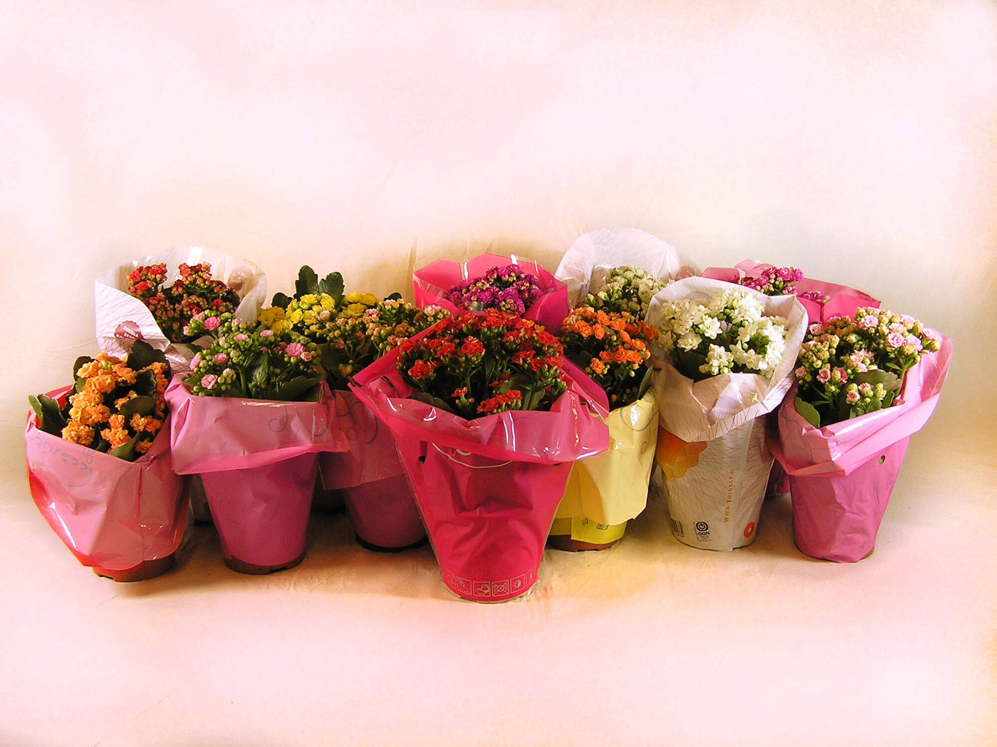 Planta con flores kalanchoe 12 uds en maceta de 10.5 cm