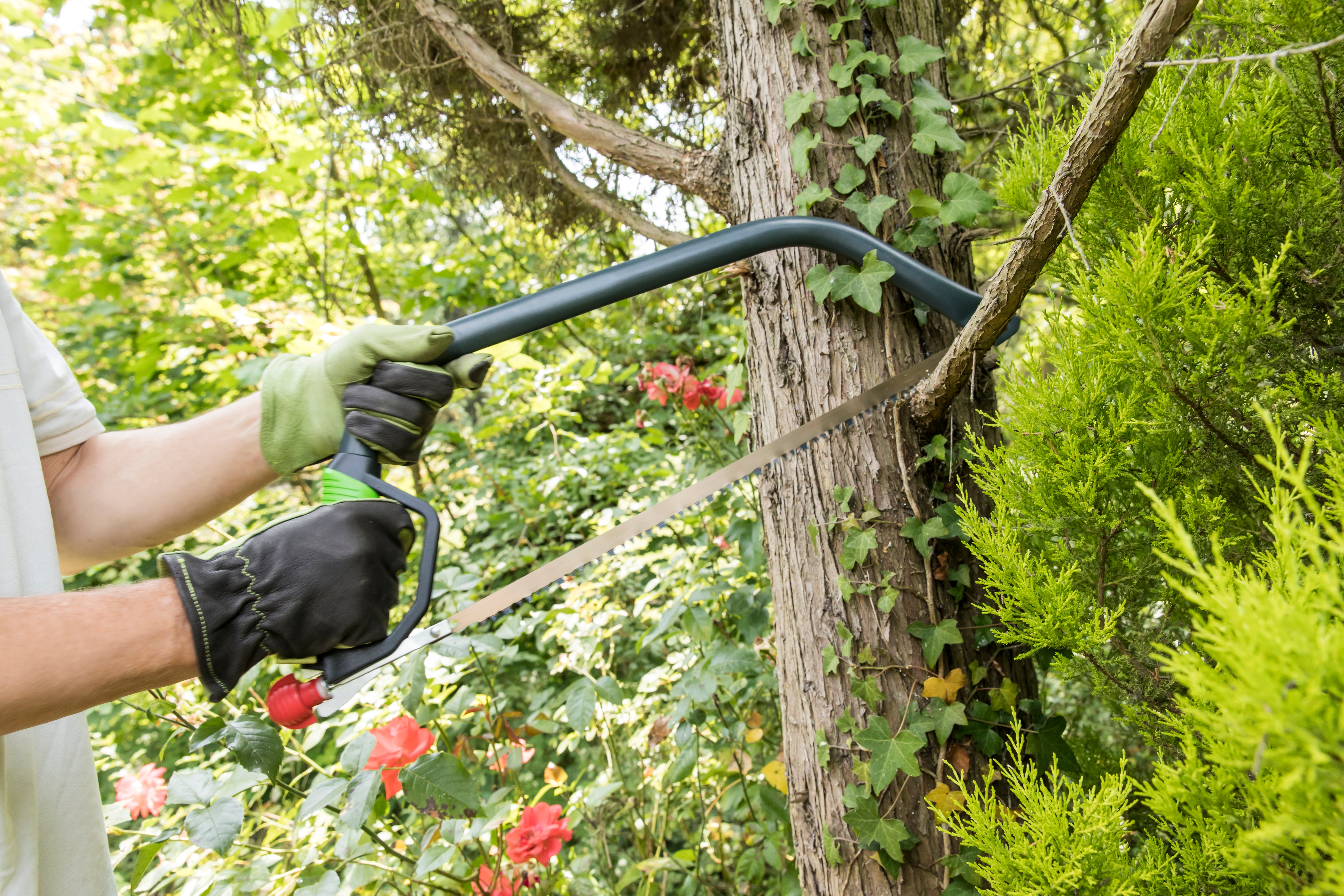 Serrote GEOLIA ARCO 53CM - 12