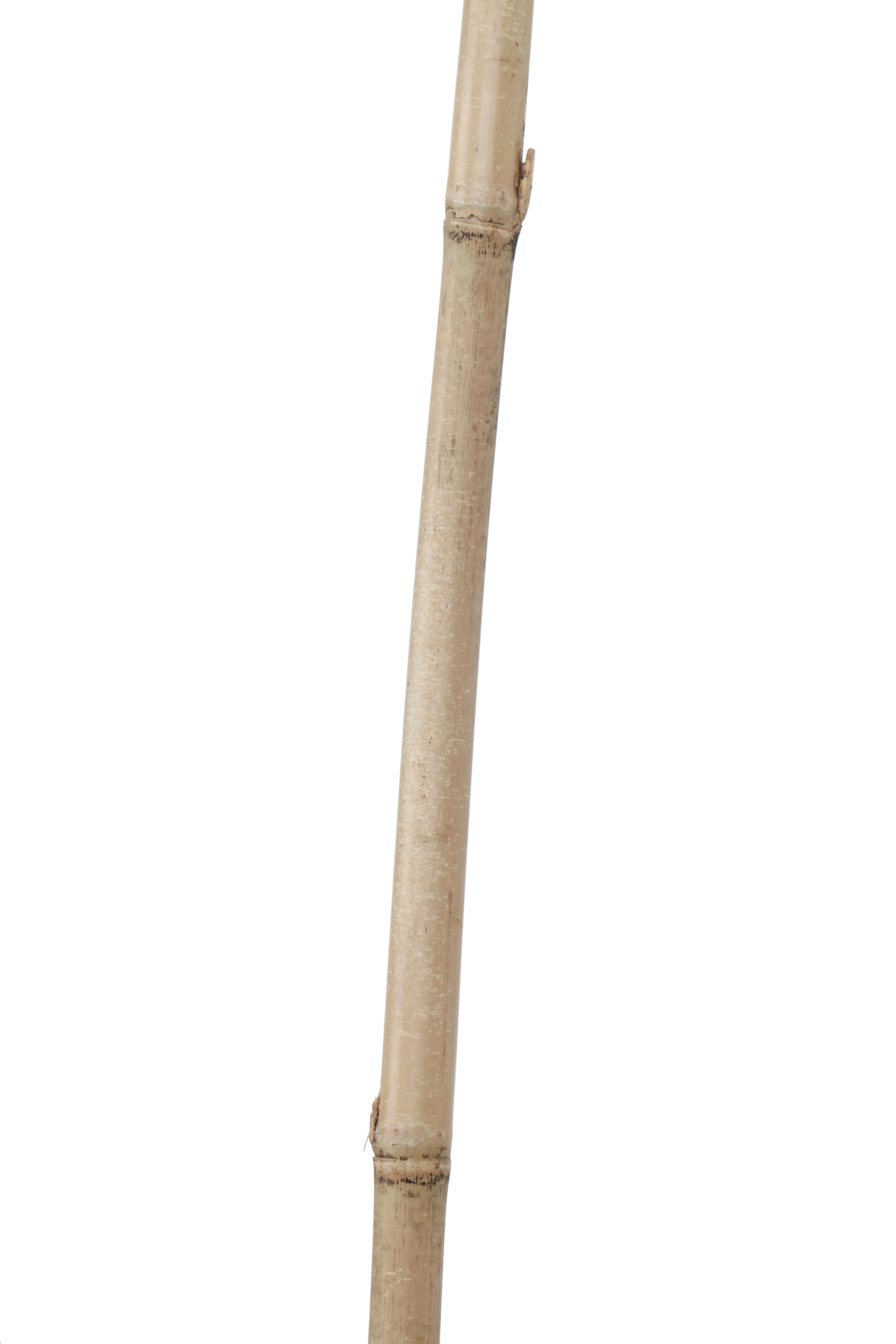Soporte para plantar de bambú de 2.1m de alto y 16 mm de diámetro - 5