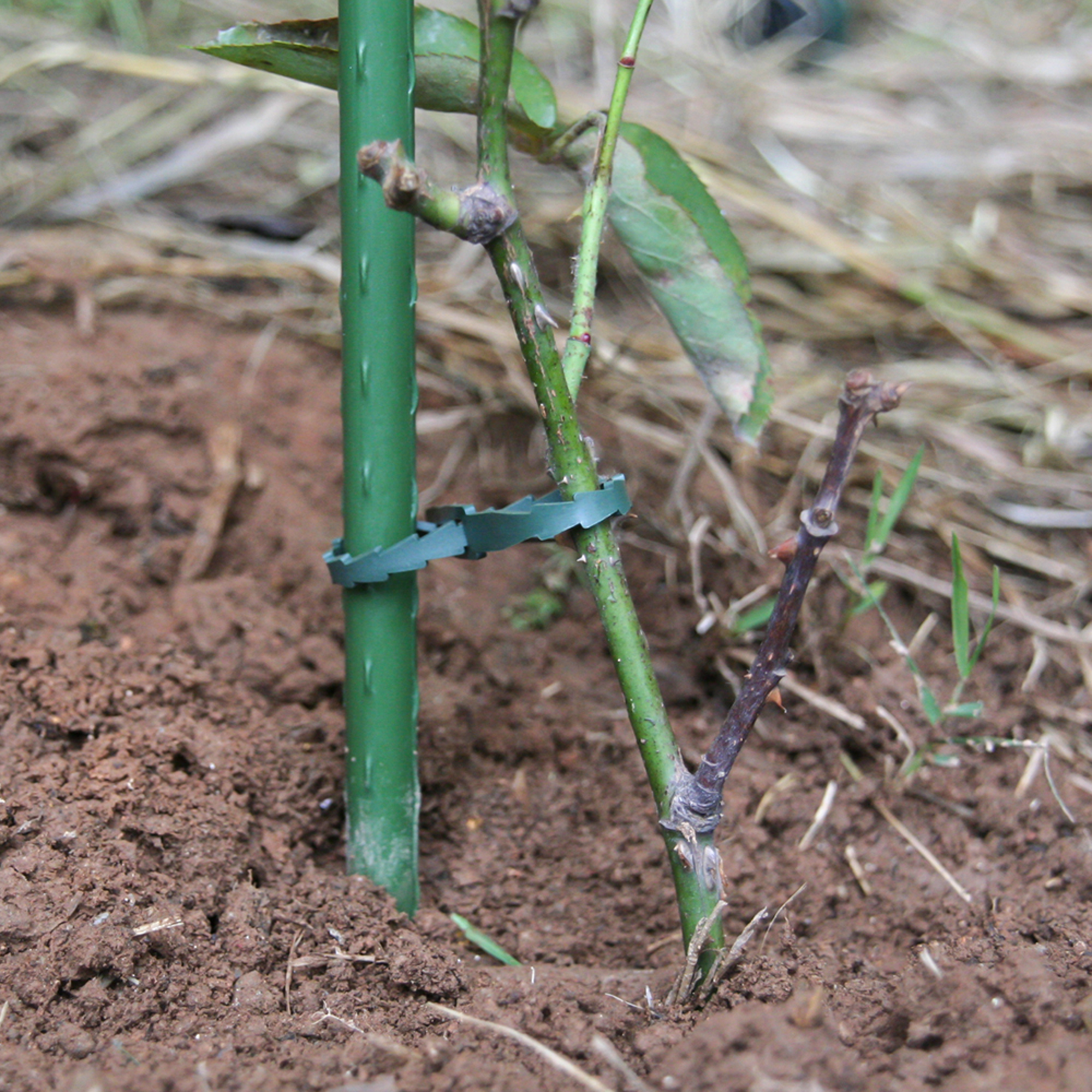 30 ataduras ajustables para plantas 23 cm - 3