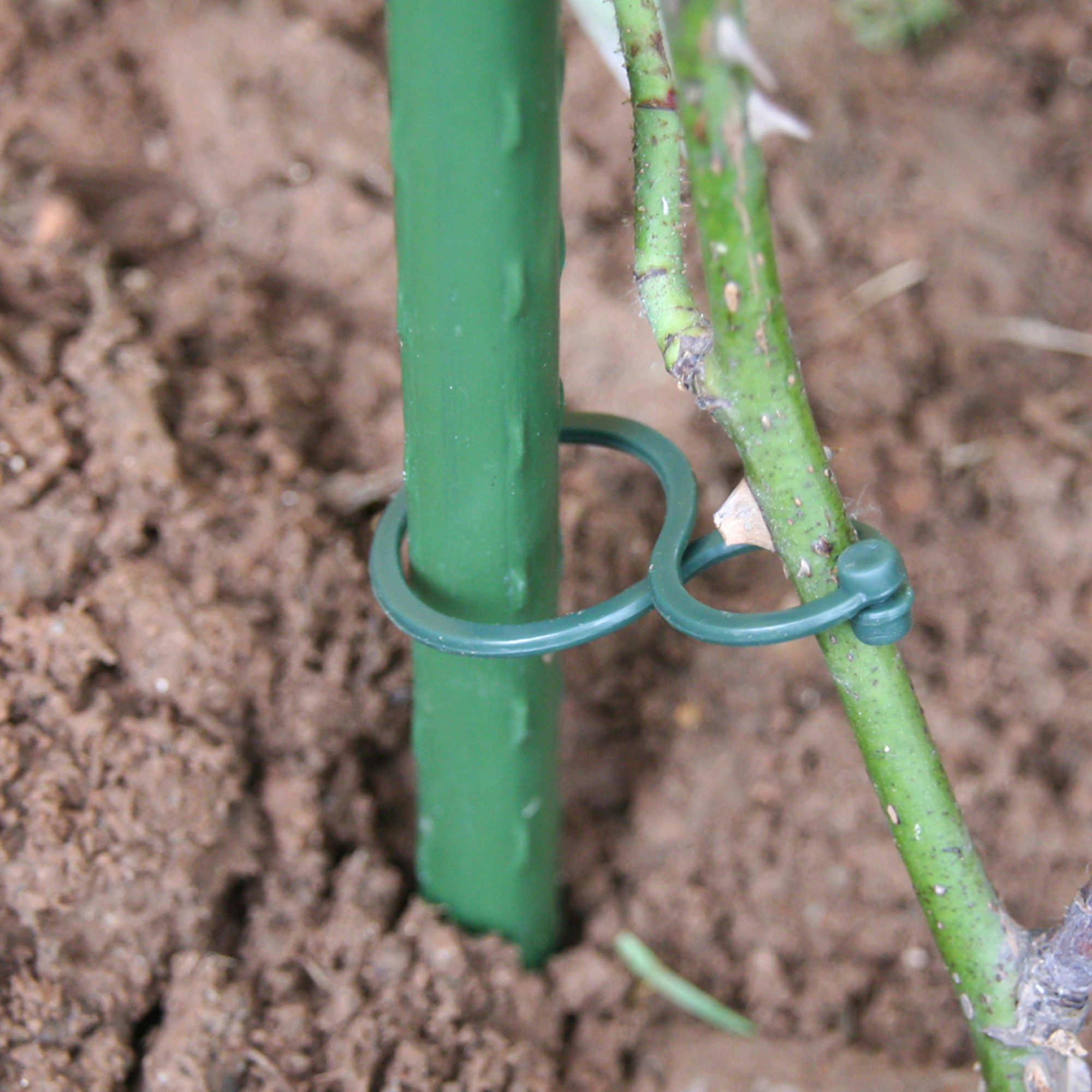 40 clips para entutorar - 3