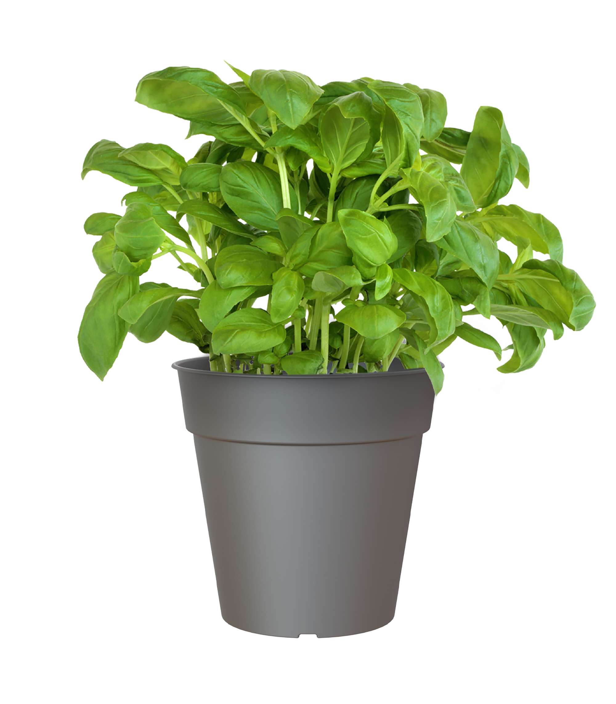 Vaso de plástico MADAGASCAR 13CM ANTRACITE - 10