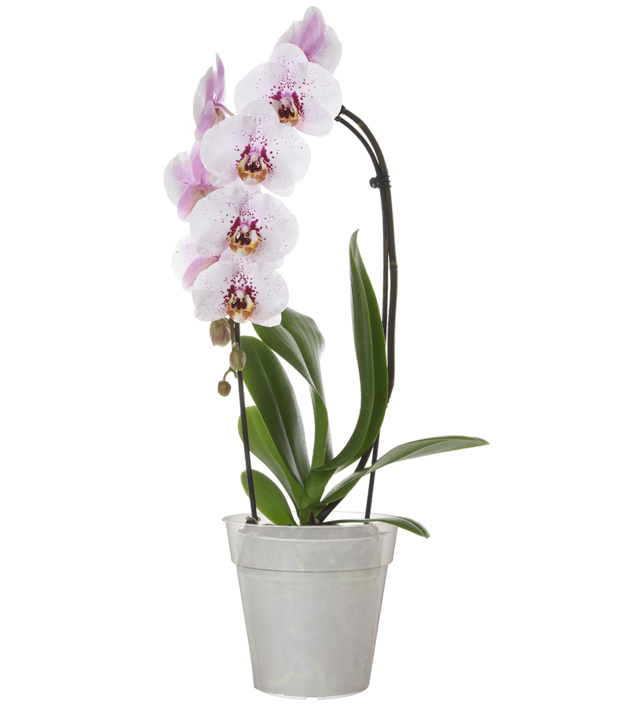 Vaso produção madagascar 19cm transparente - 2