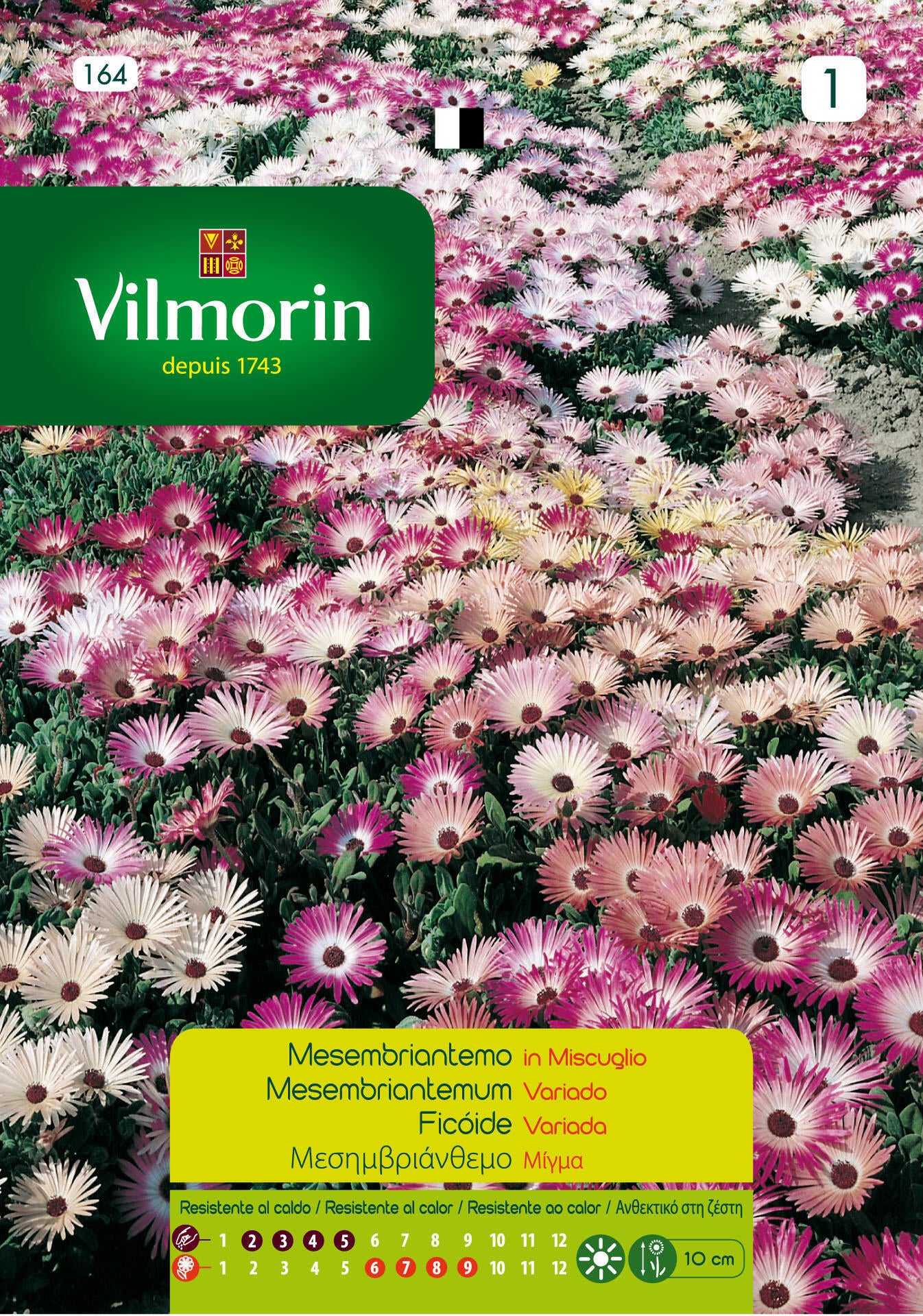 Semilla de mesembriantemum variado