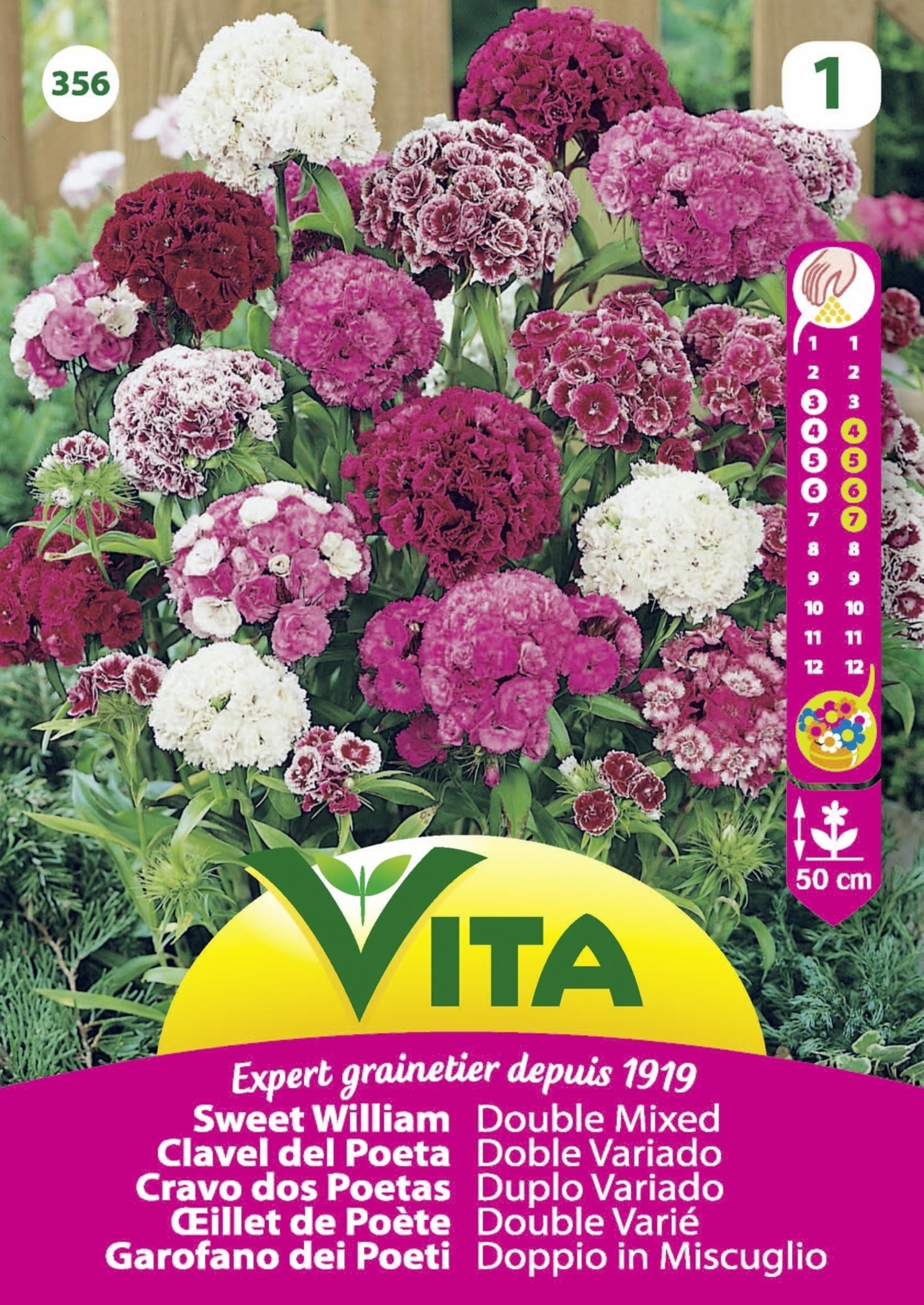 Semilla de clavel del poeta doble variado