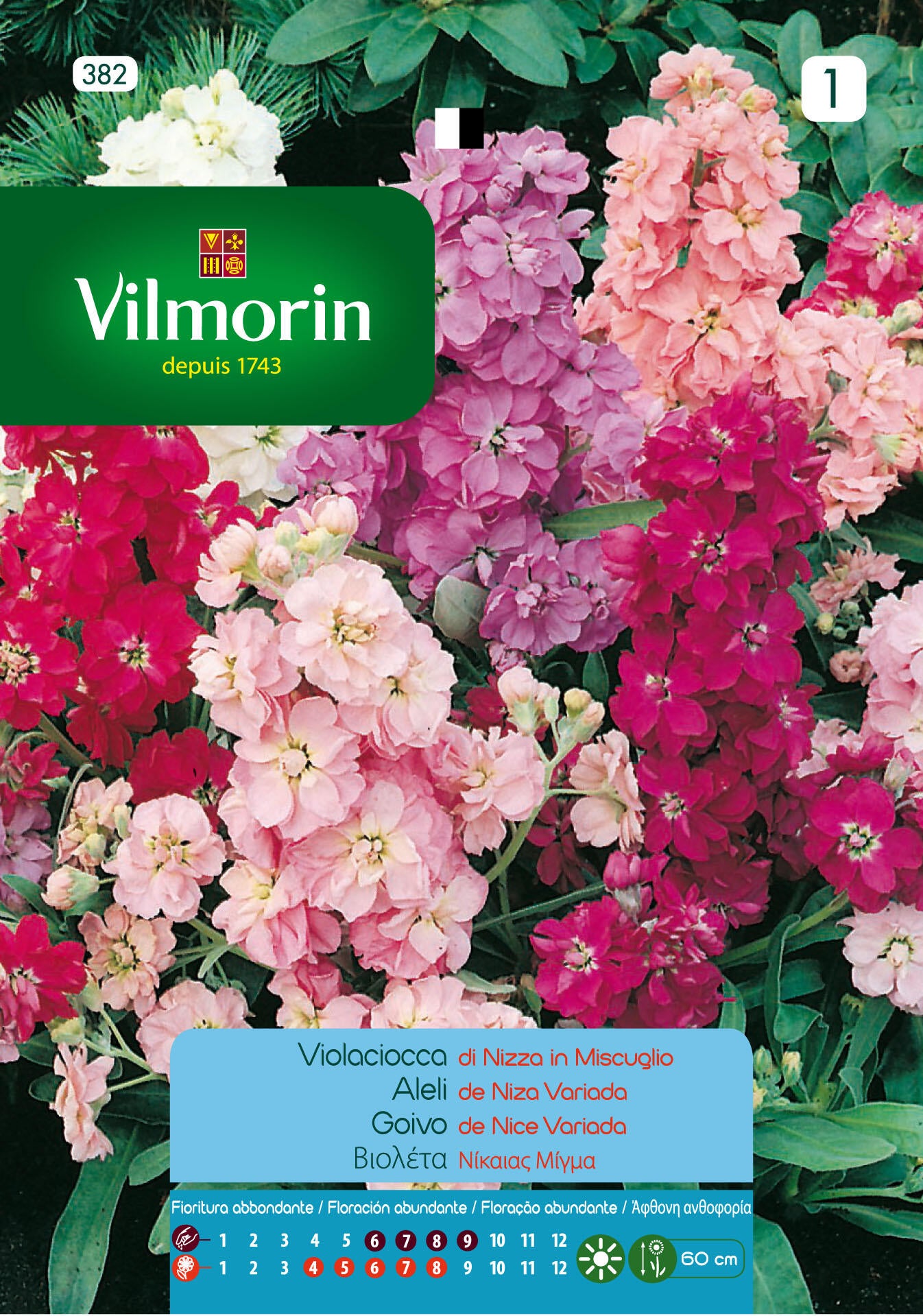 Semilla de alelí invierno de niza