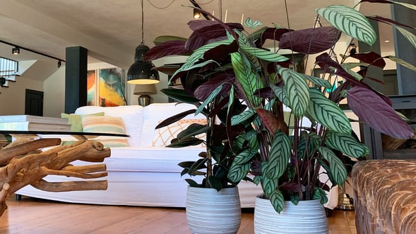 ARTEVASI - Vasos de cerâmica