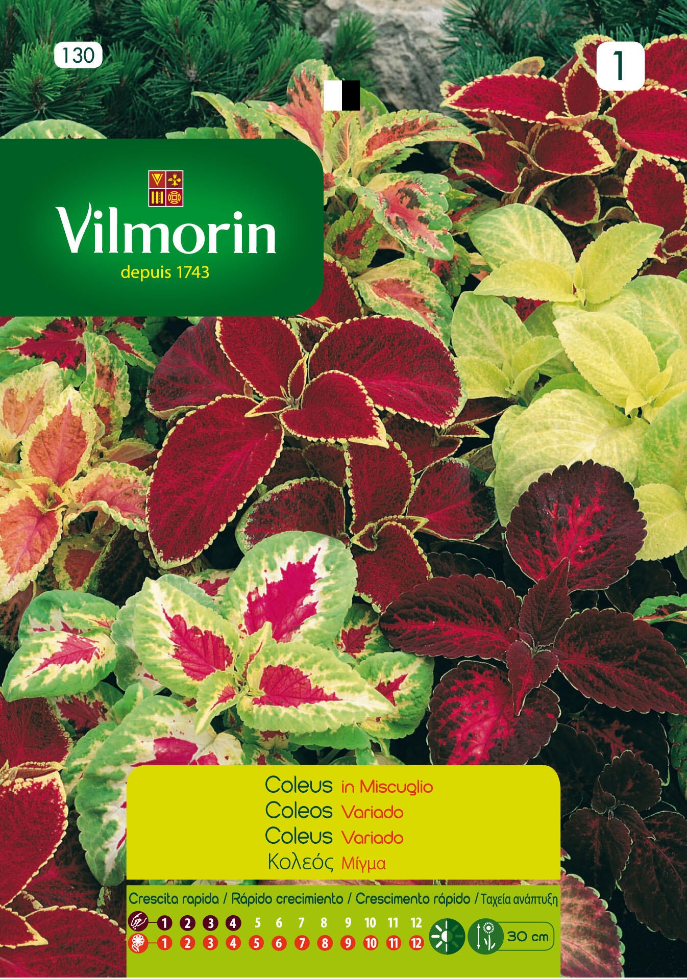 Semente de coleus VARIADO S1 - 2