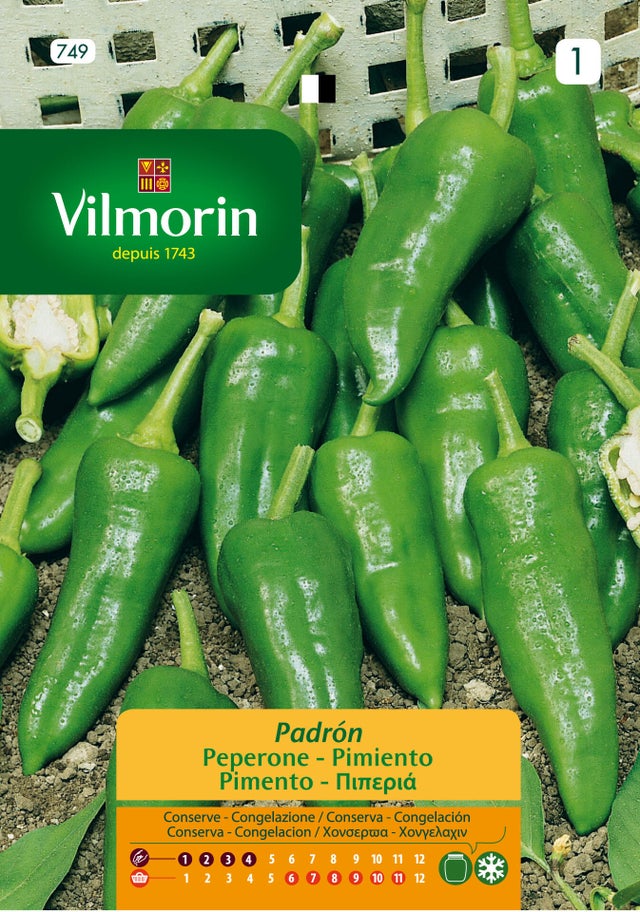 Semente de pimento PADRON S1
