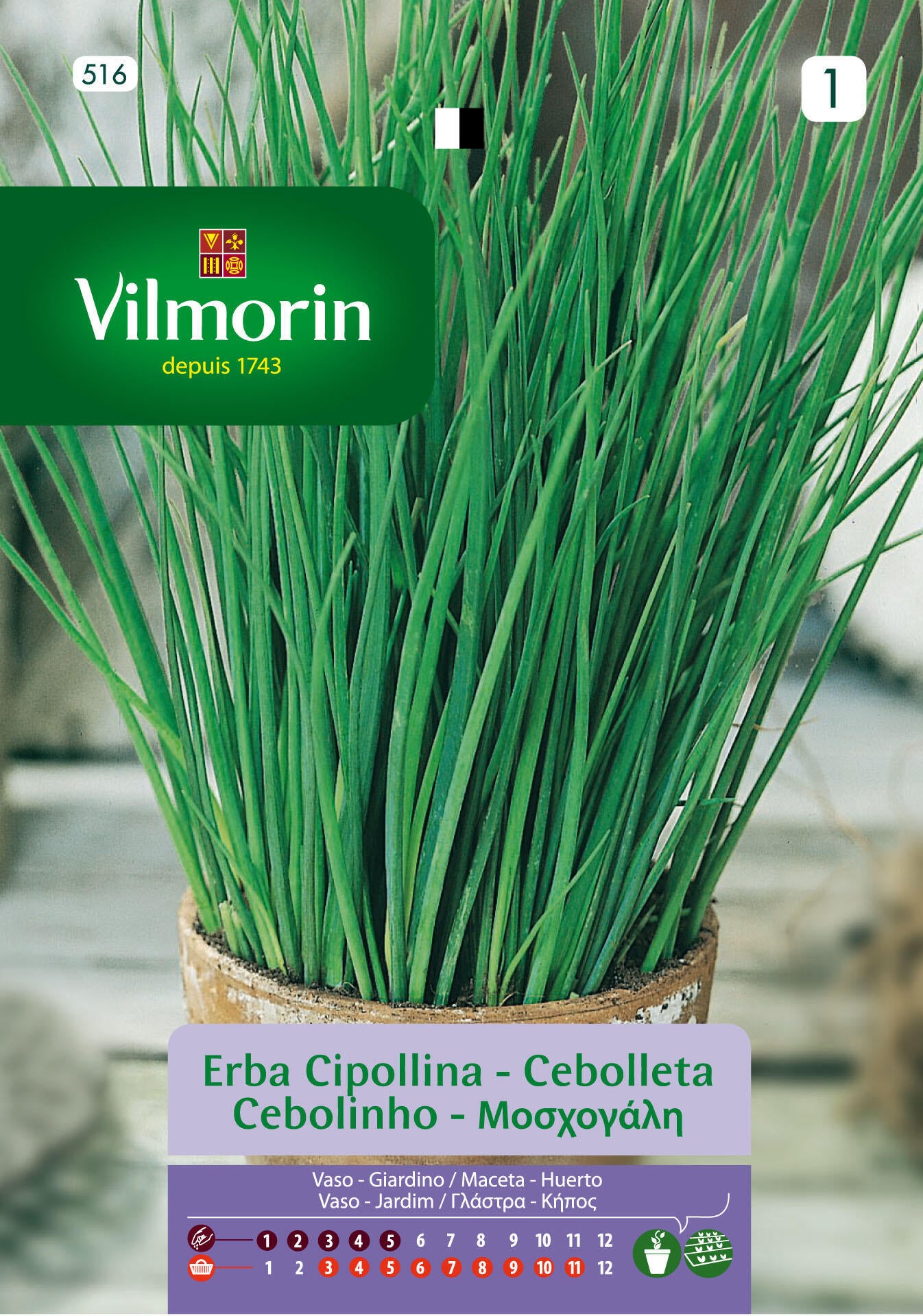 Semilla de cebolleta