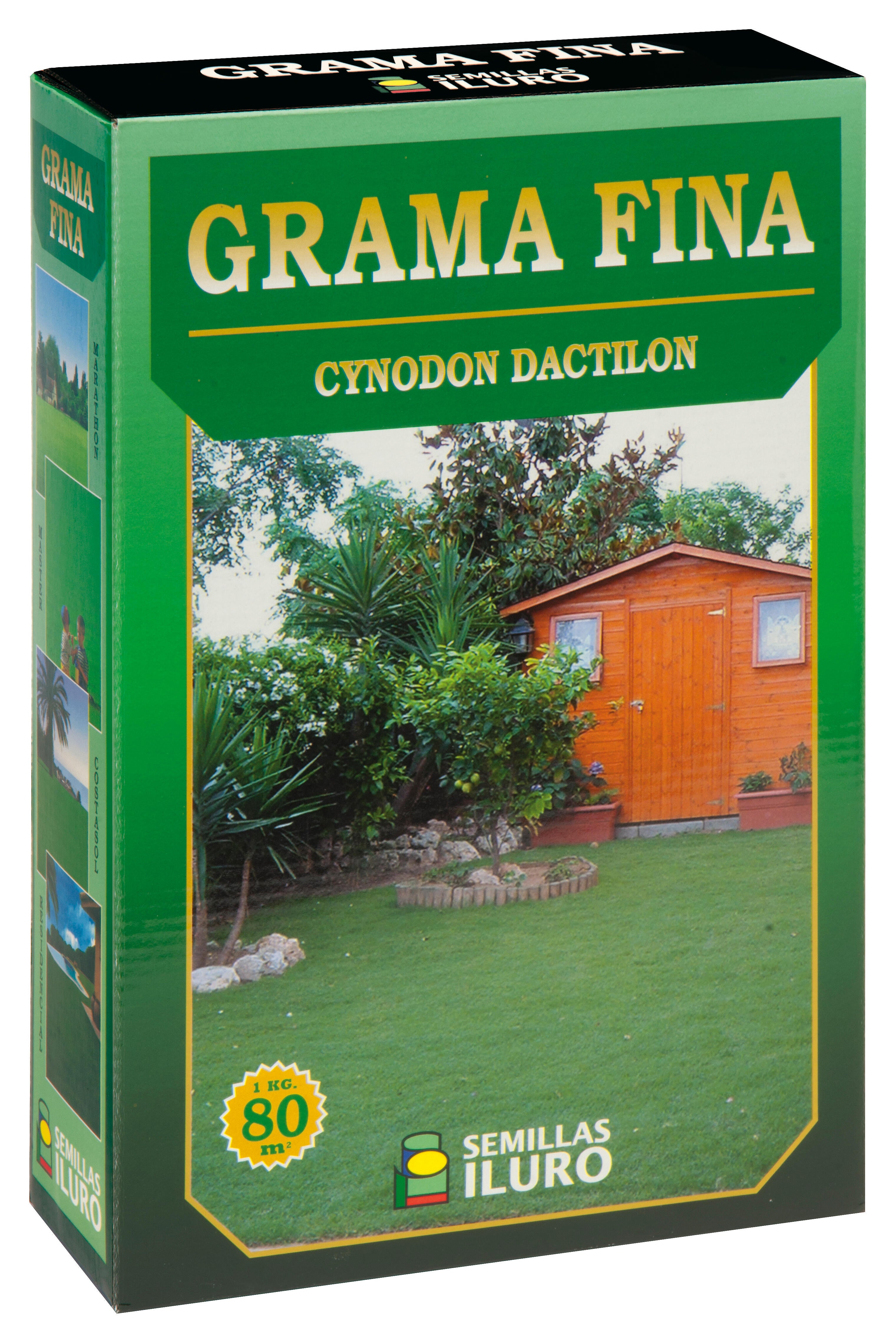 Césped grama fina cynodon dactilon iluro 1 kg para terrenos de hasta 80 m²
