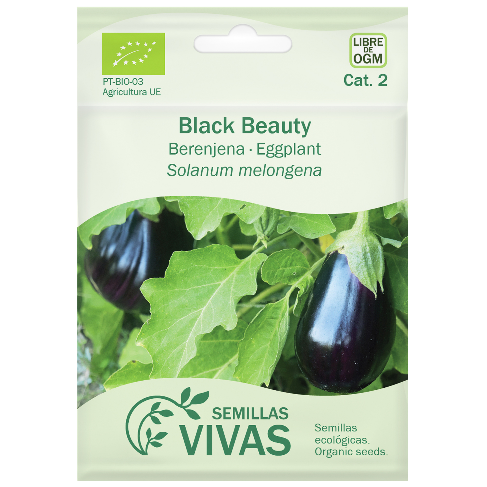 Semilla de berenjena black beauty