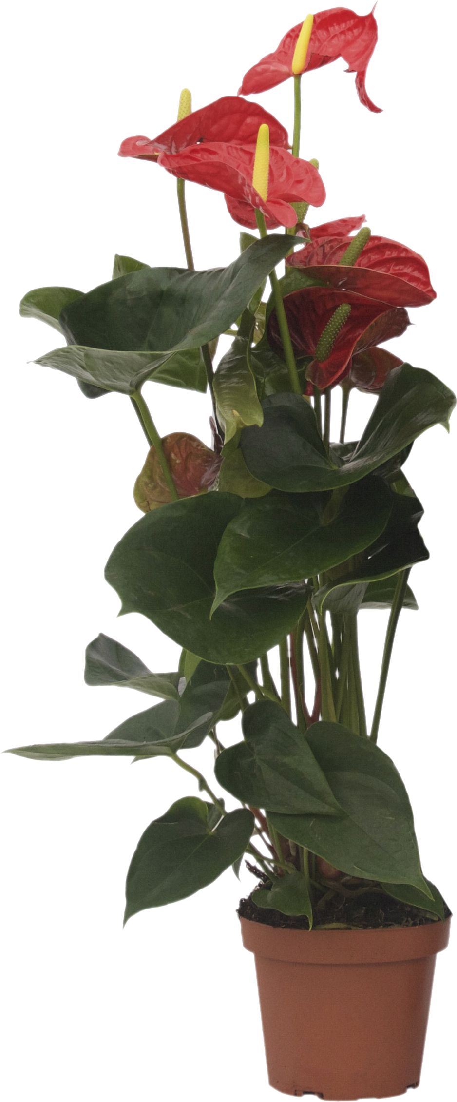 Planta con flores Anthurium Andraeanum en maceta de 14 cm - 2