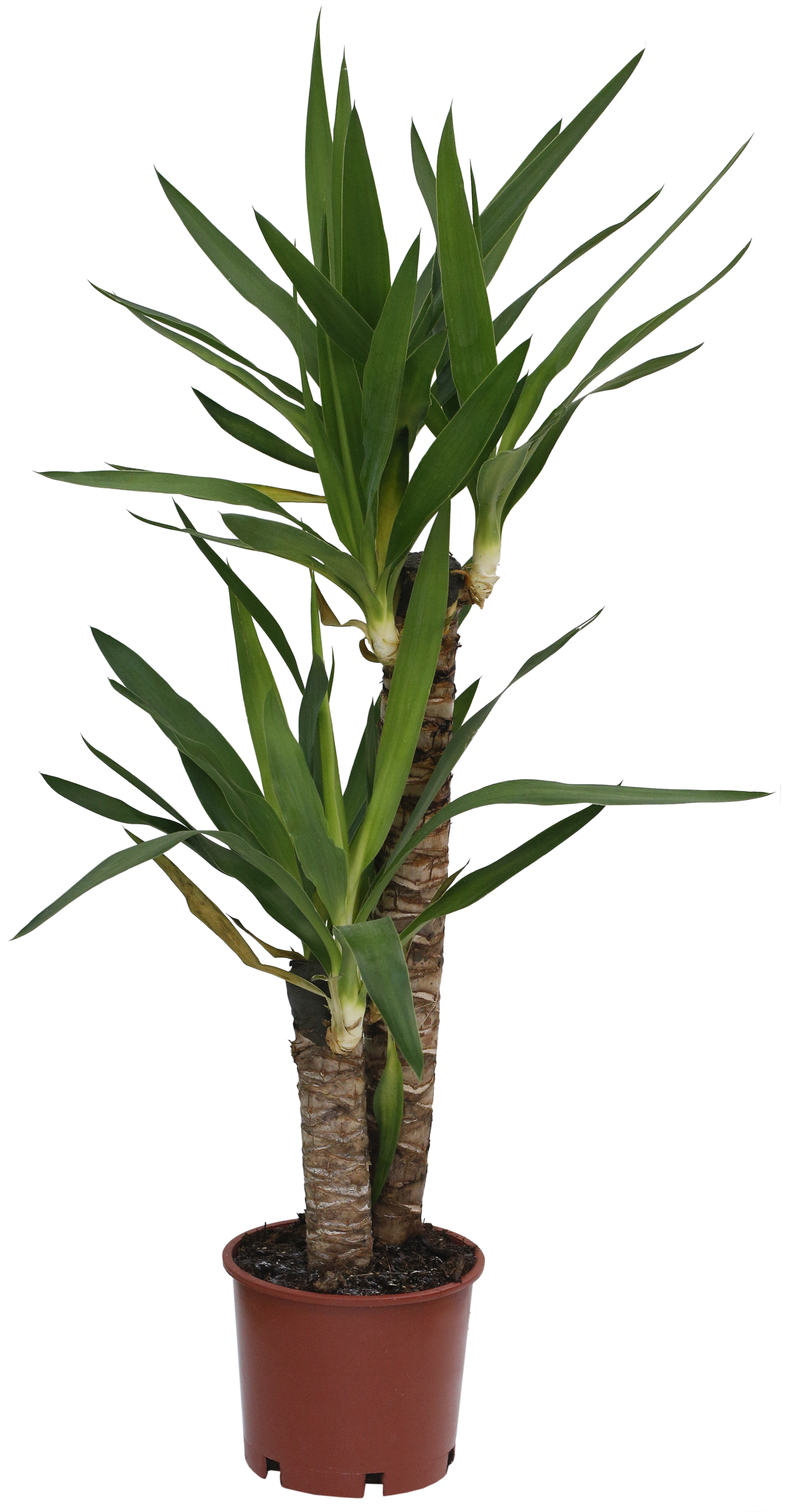 Planta verde Yucca Elephantipes en maceta de 17 cm - 2