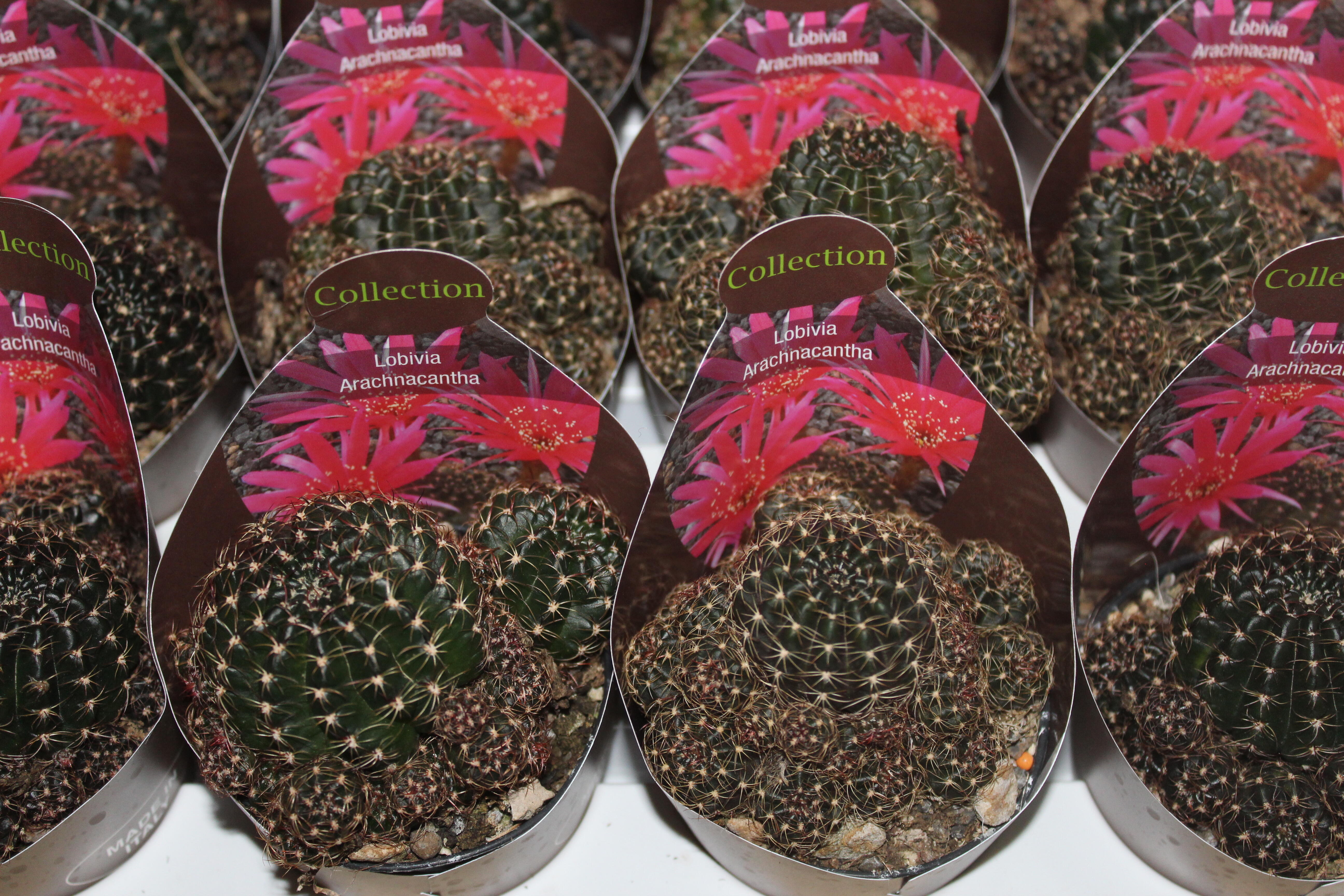 Pianta grassa mix da interno vaso ø 6.5 cm - 3