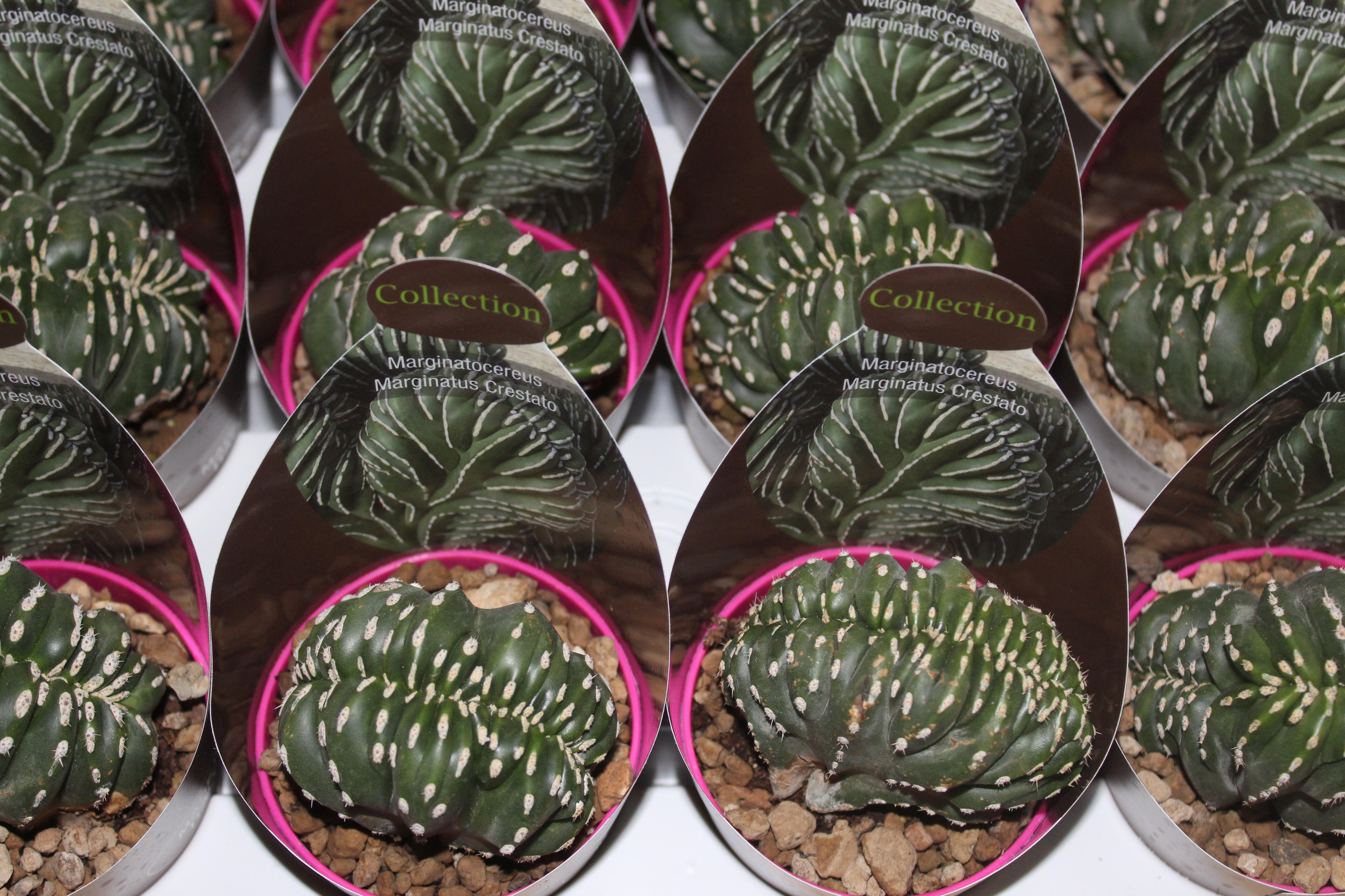 Pianta grassa mix da interno vaso ø 6.5 cm - 2