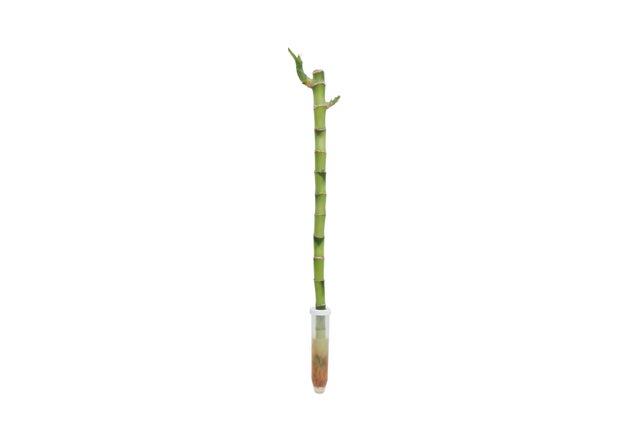 Planta verde Dracaena Braunii