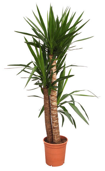 Planta verde Yucca Elephantipes en maceta de 22 cm - 3
