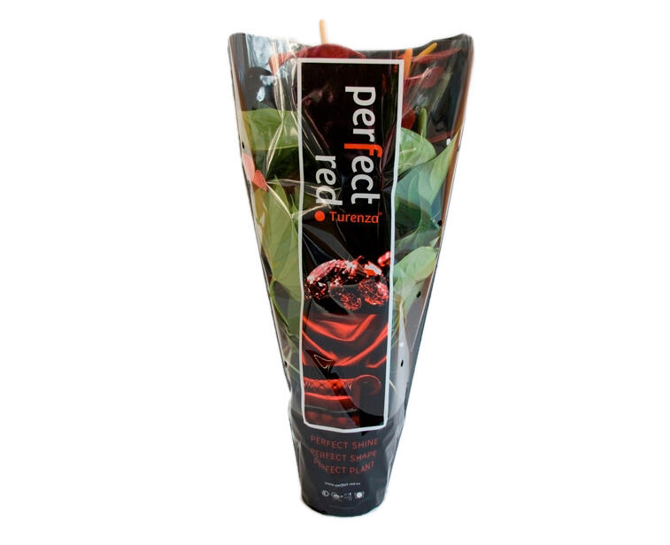 Planta con flores Anthurium Andraeanum en maceta de 14 cm - 3