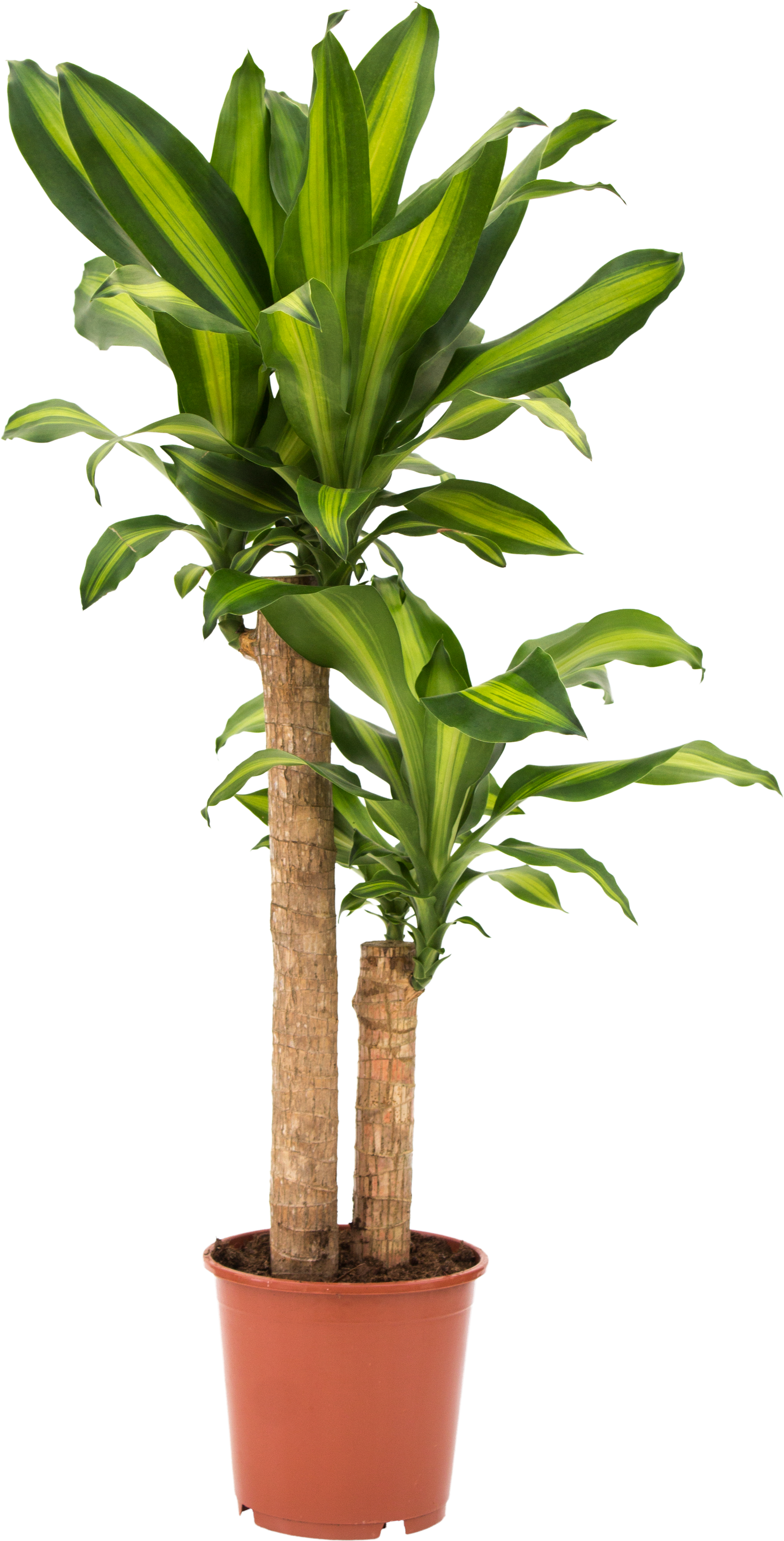 Planta de interior Dracaena fragrans 'massangeana' - 3