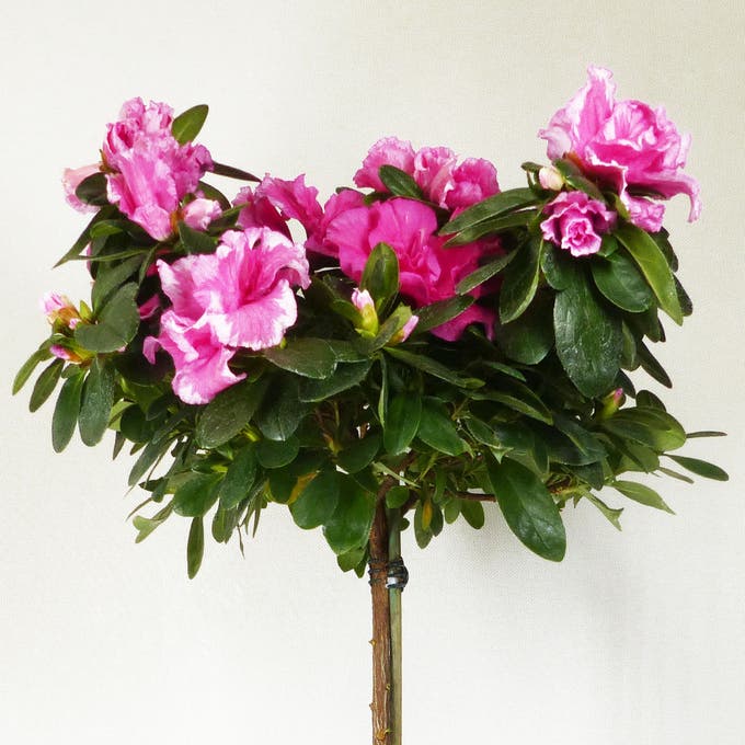 Azalea Japónica, tipos y cuidados | Leroy Merlin