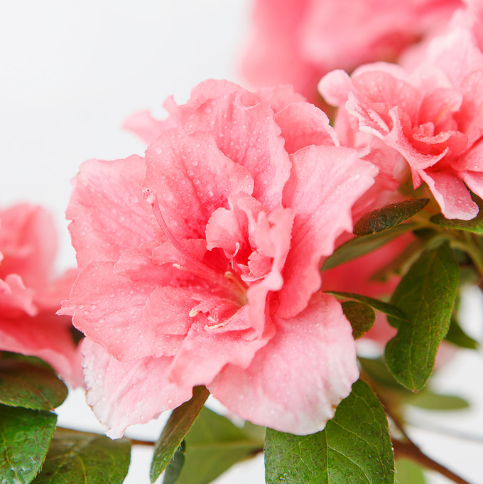 Azalea Japónica, tipos y cuidados | Leroy Merlin