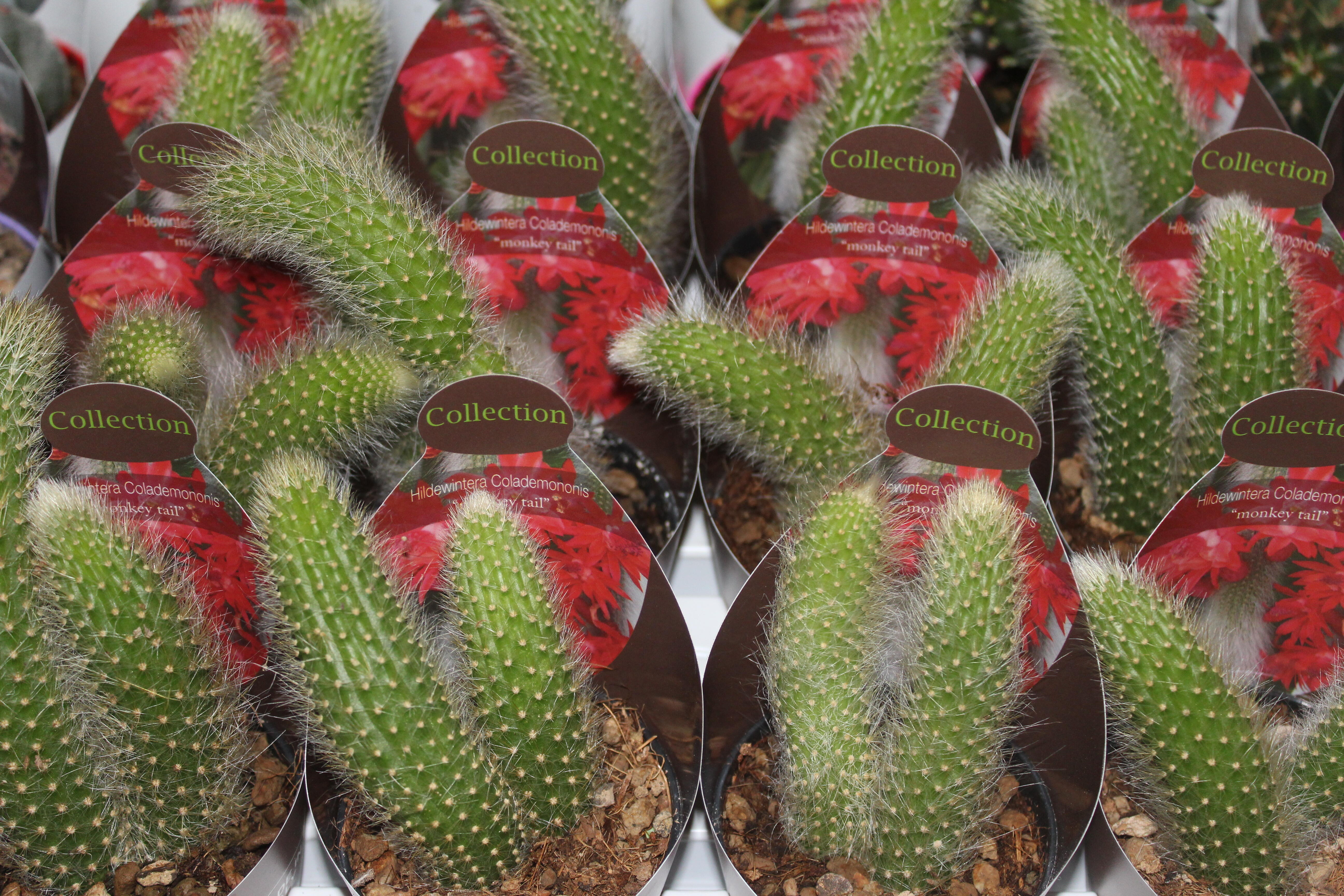 Pianta grassa mix da interno vaso ø 6.5 cm - 8