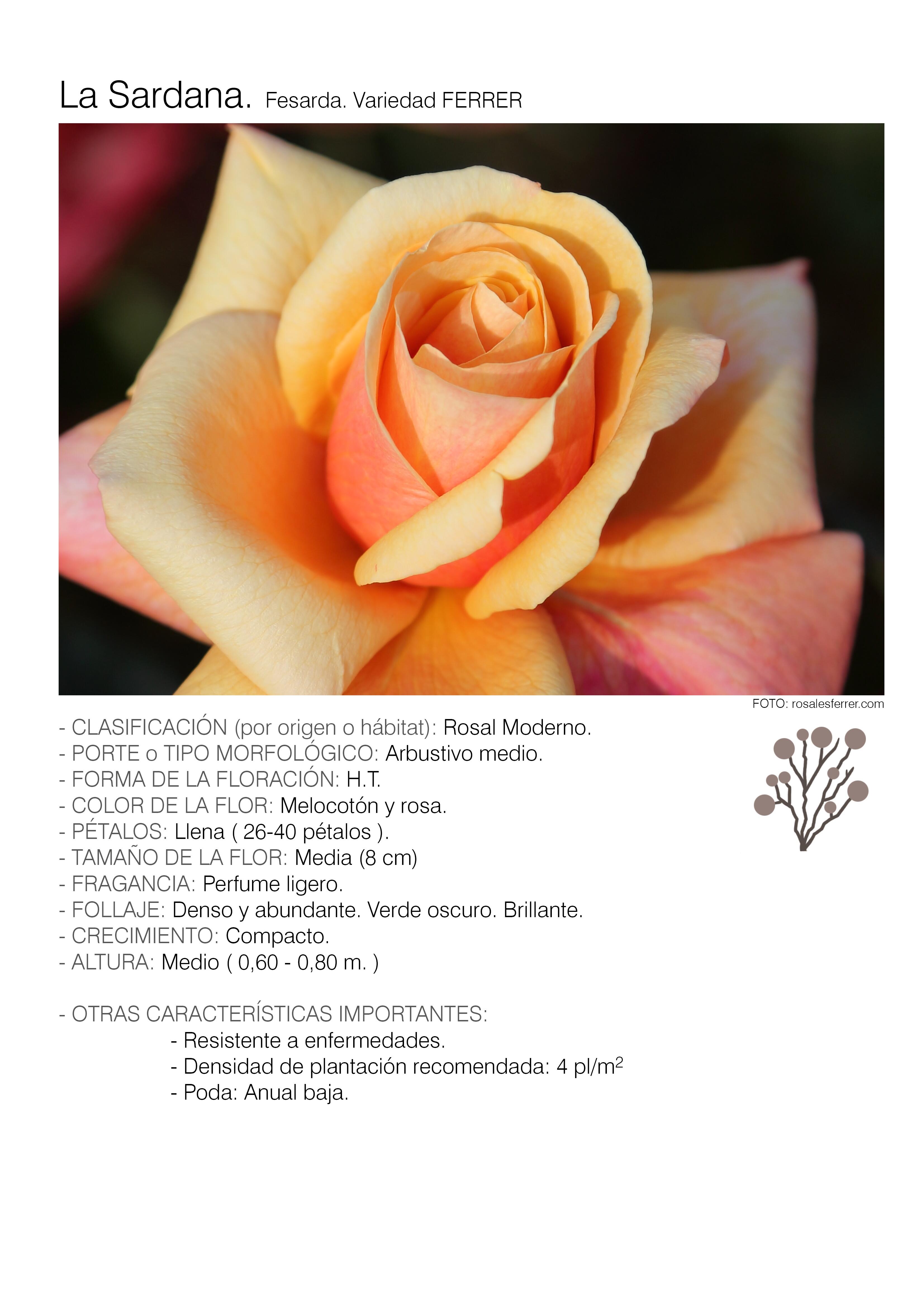 10 rosales la sardana - fesarda.