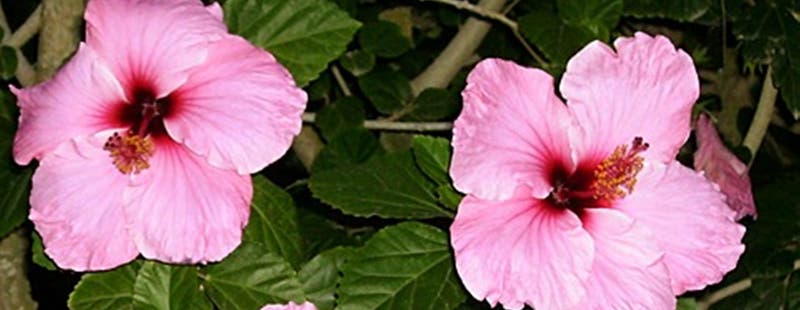 Hibiscus. Cuidados y características de la planta | Leroy Merlin