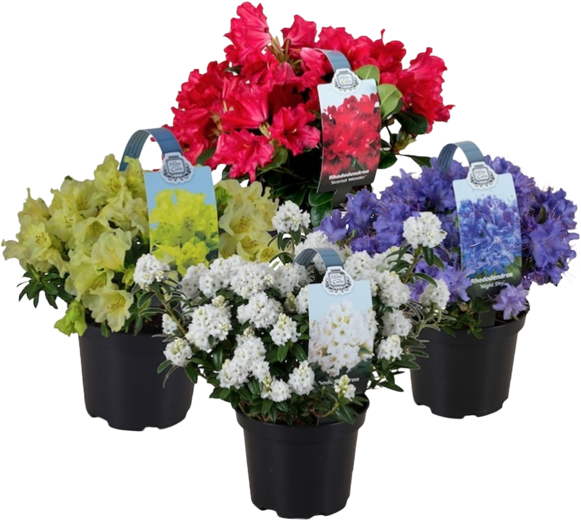 Azalea con flores rosas 12 cm | Leroy Merlin