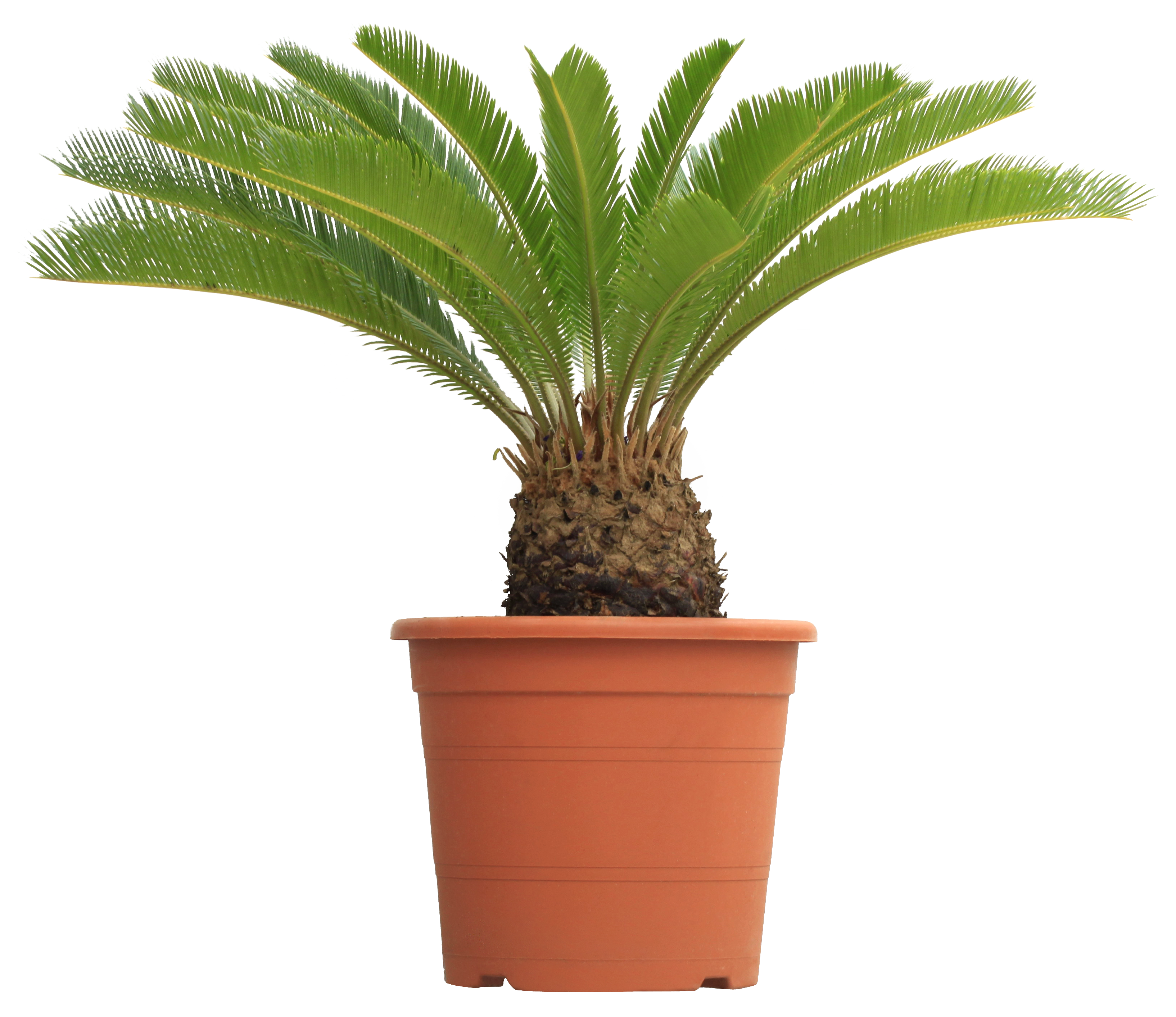 Planta de interior Cycas revoluta - 2